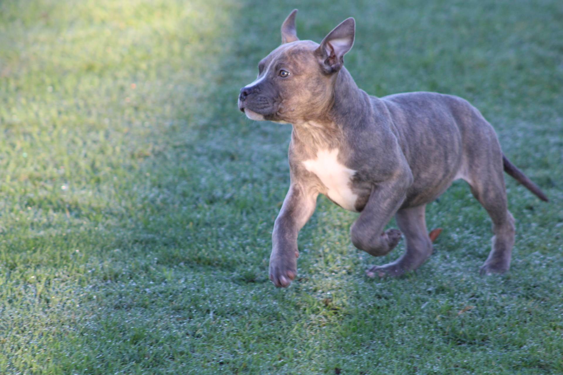 Femelle  American Bully Xl Ebkc sixième