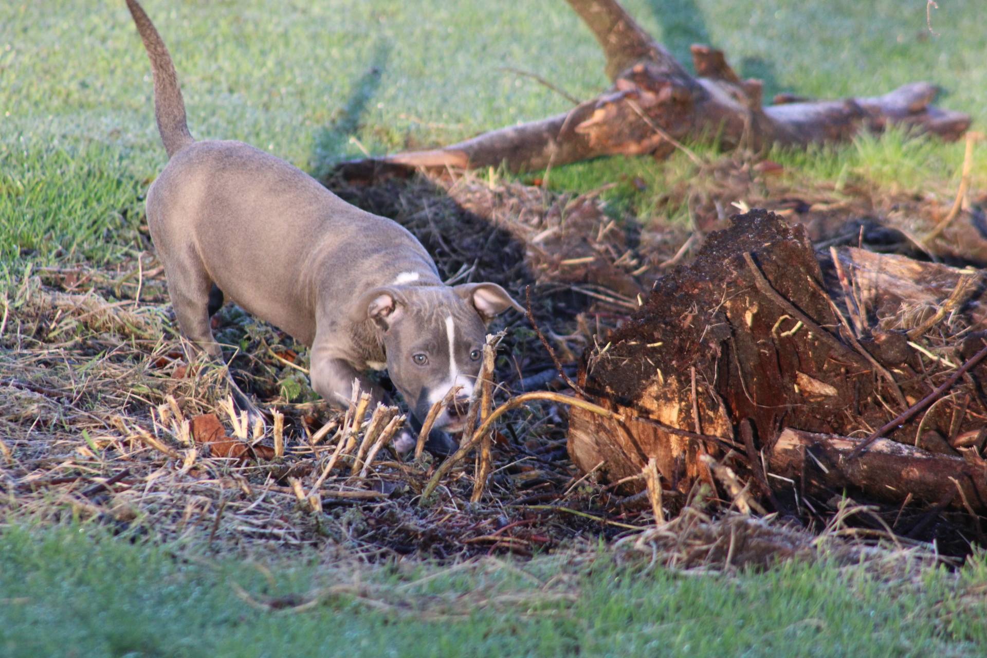 Femelle  American Bully Xl Ebkc huitième