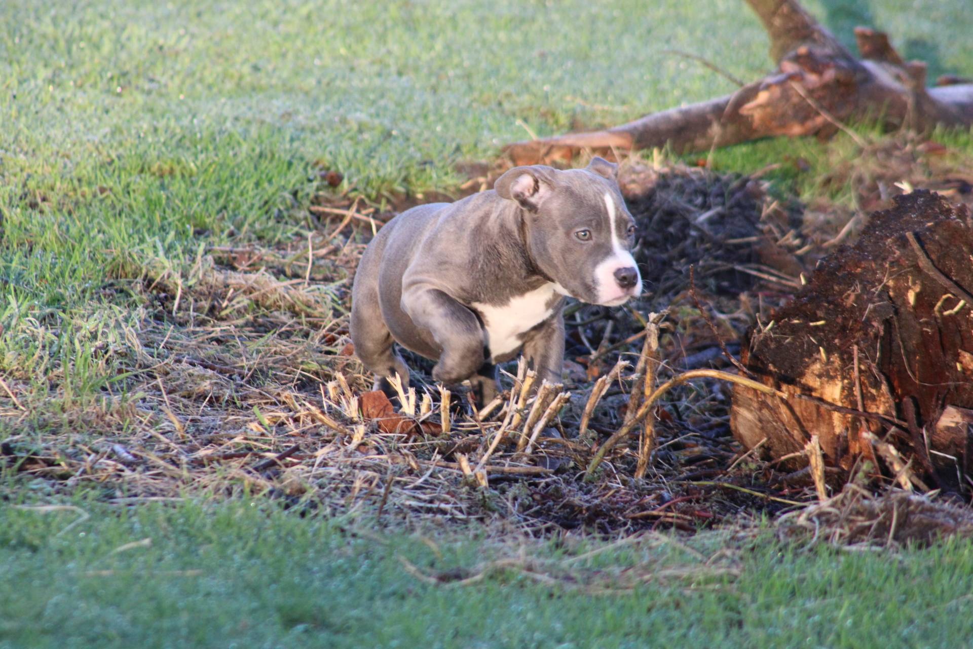 Femelle  American Bully Xl Ebkc quatrième