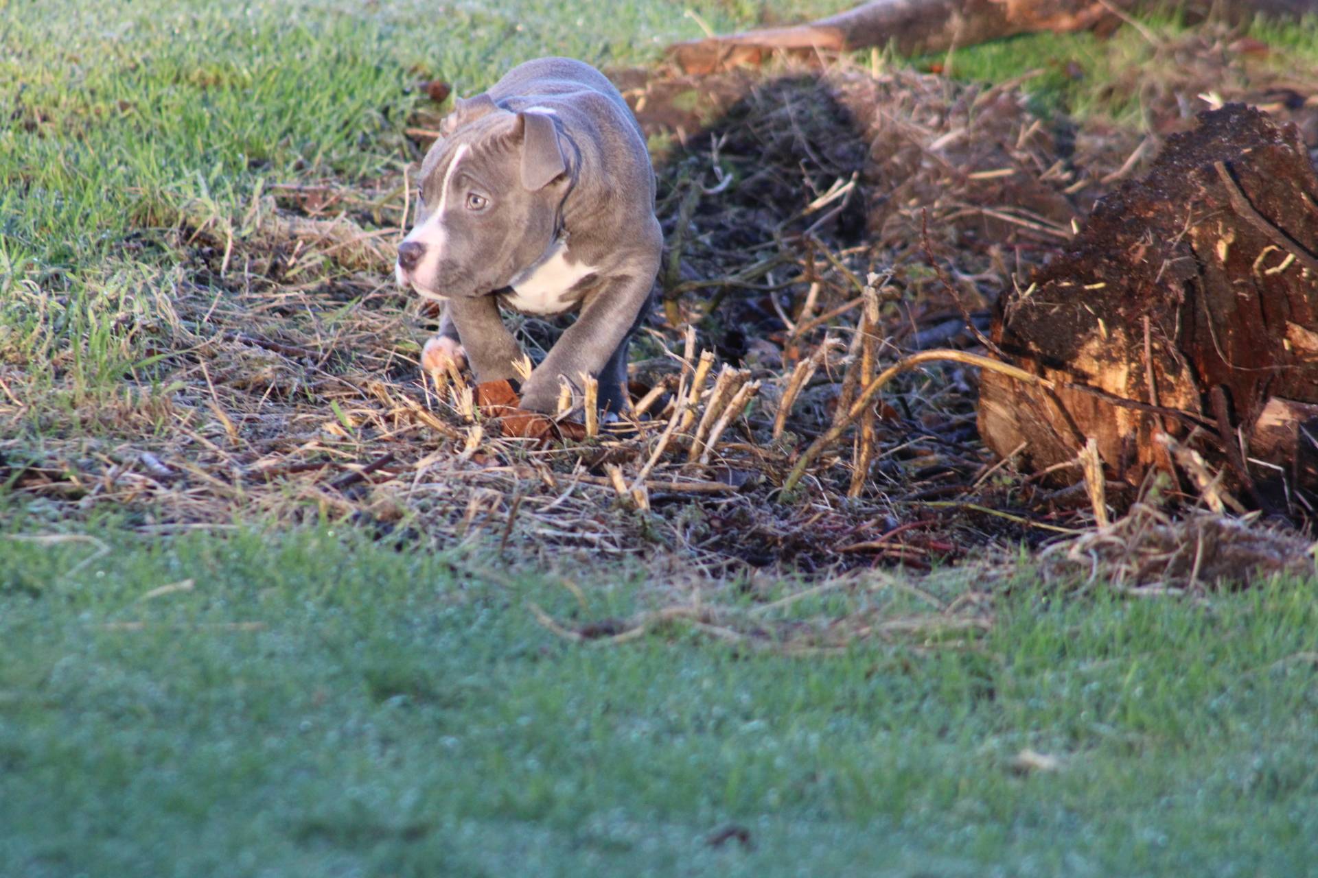 Femelle  American Bully Xl Ebkc cinquième