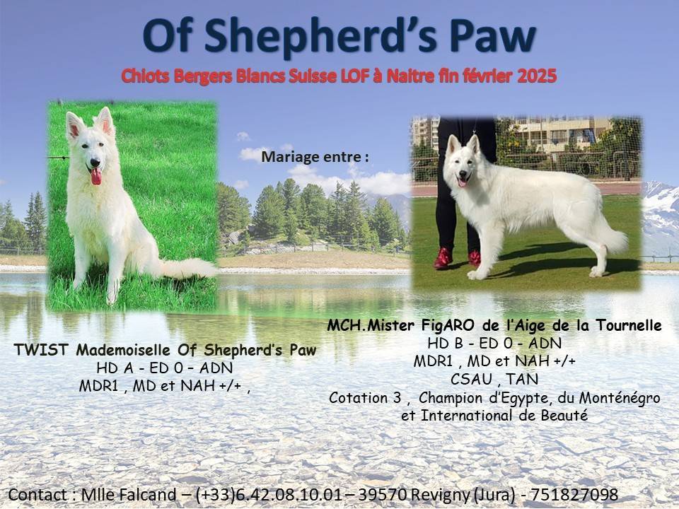 Chiots Bergers Blancs Suisse Lof cinquième