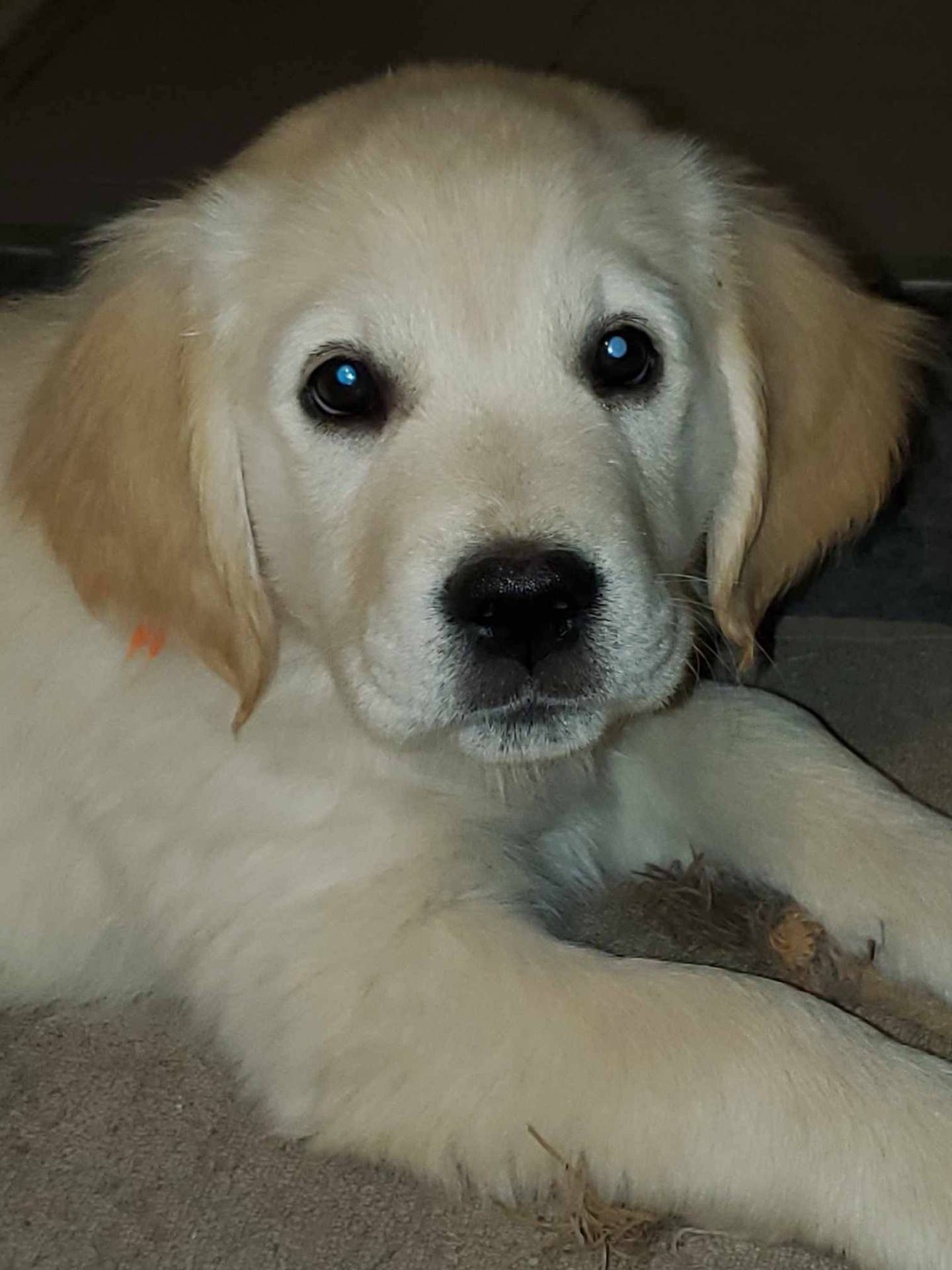 Chiot Golden Retriever Lof sixième