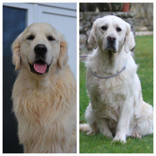 Nichée Golden Retriever à naitre sixième