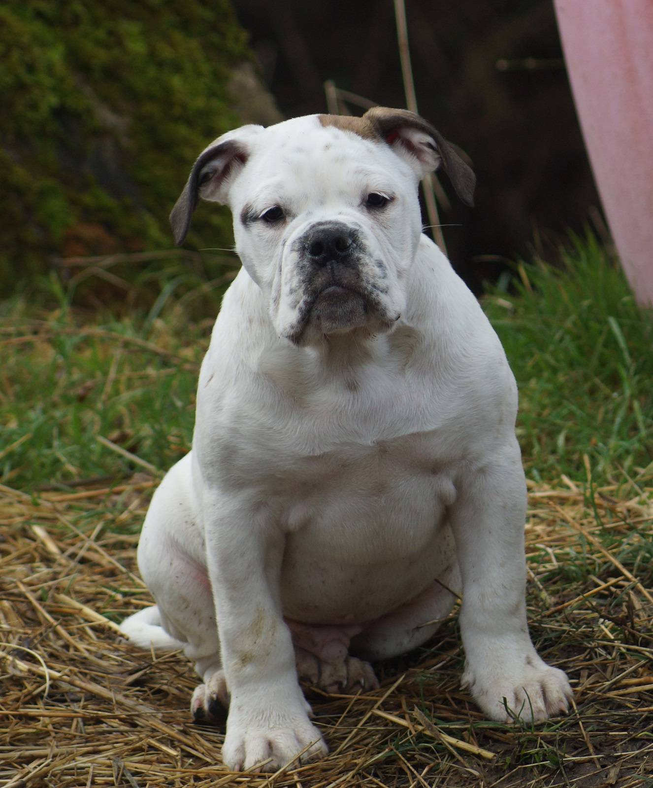 Old English bulldog quatrième