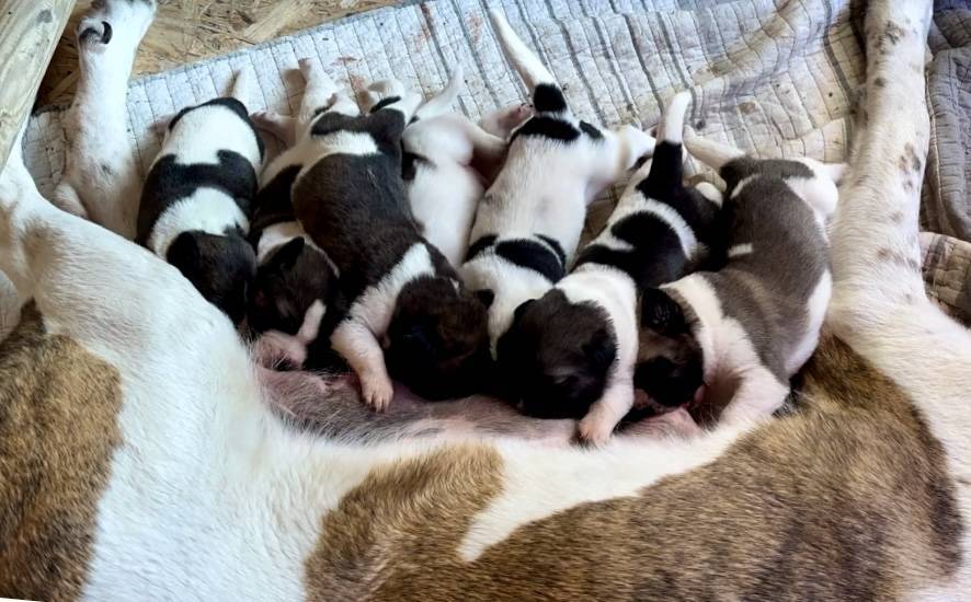 Chiots Mâtin Transmontano huitième