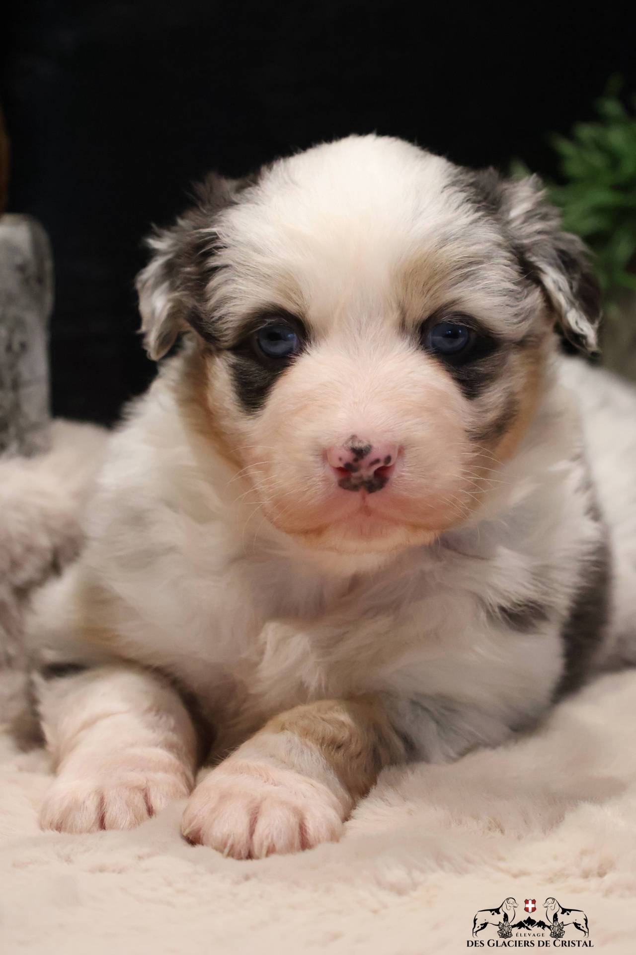 Chiots Berger Australien Lof & Testés troisième