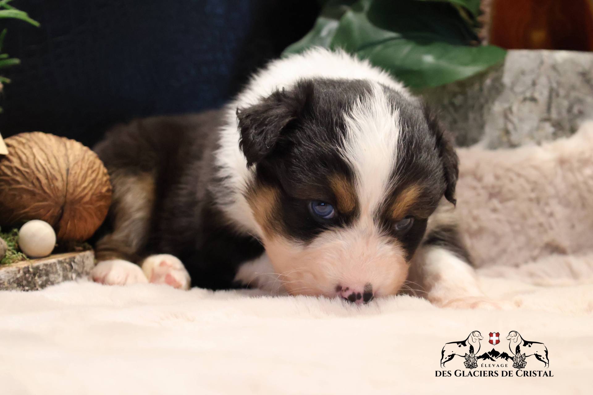 Chiots Berger Australien Lof & Testés deuxième