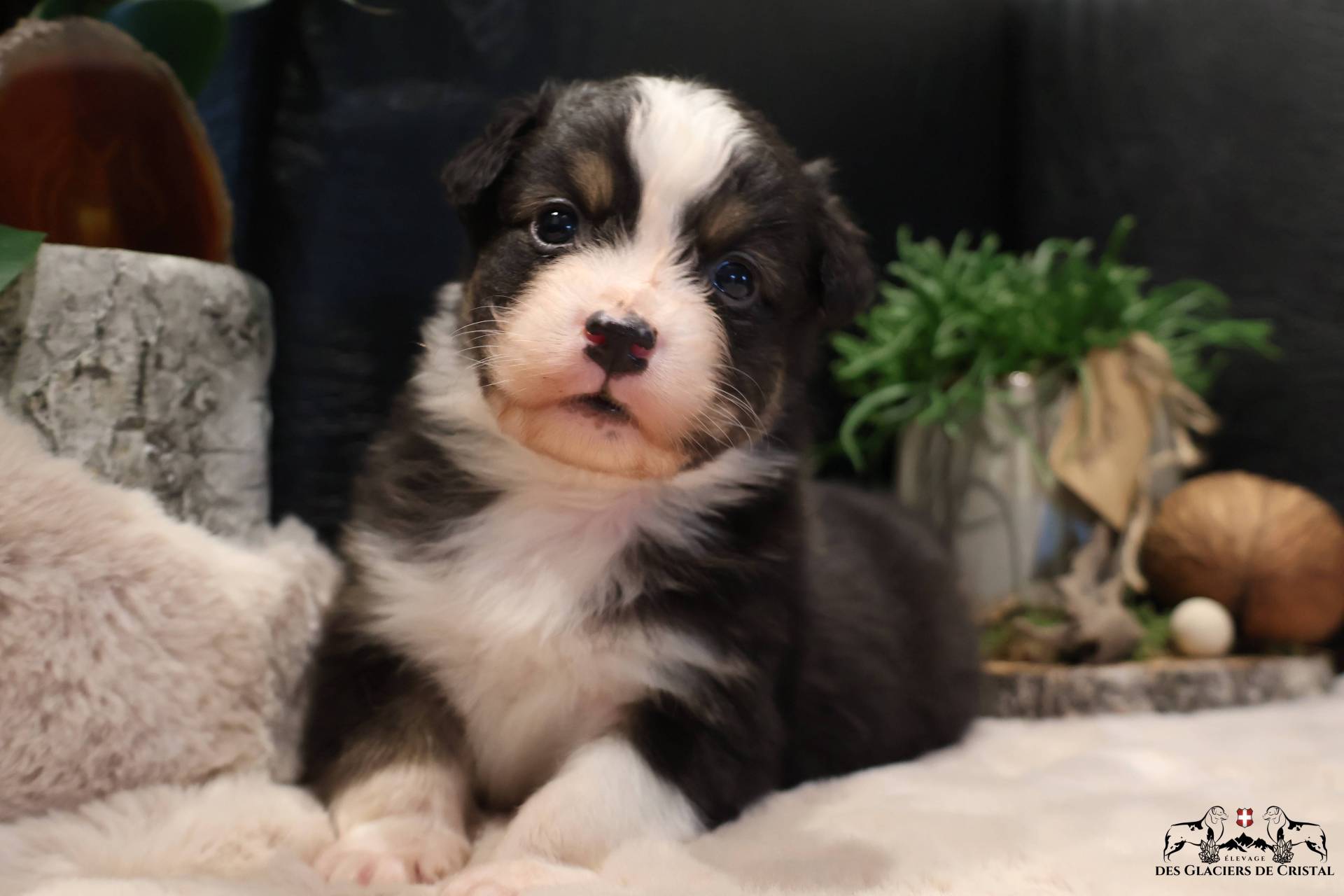 Chiots Berger Australien Lof & Testés première