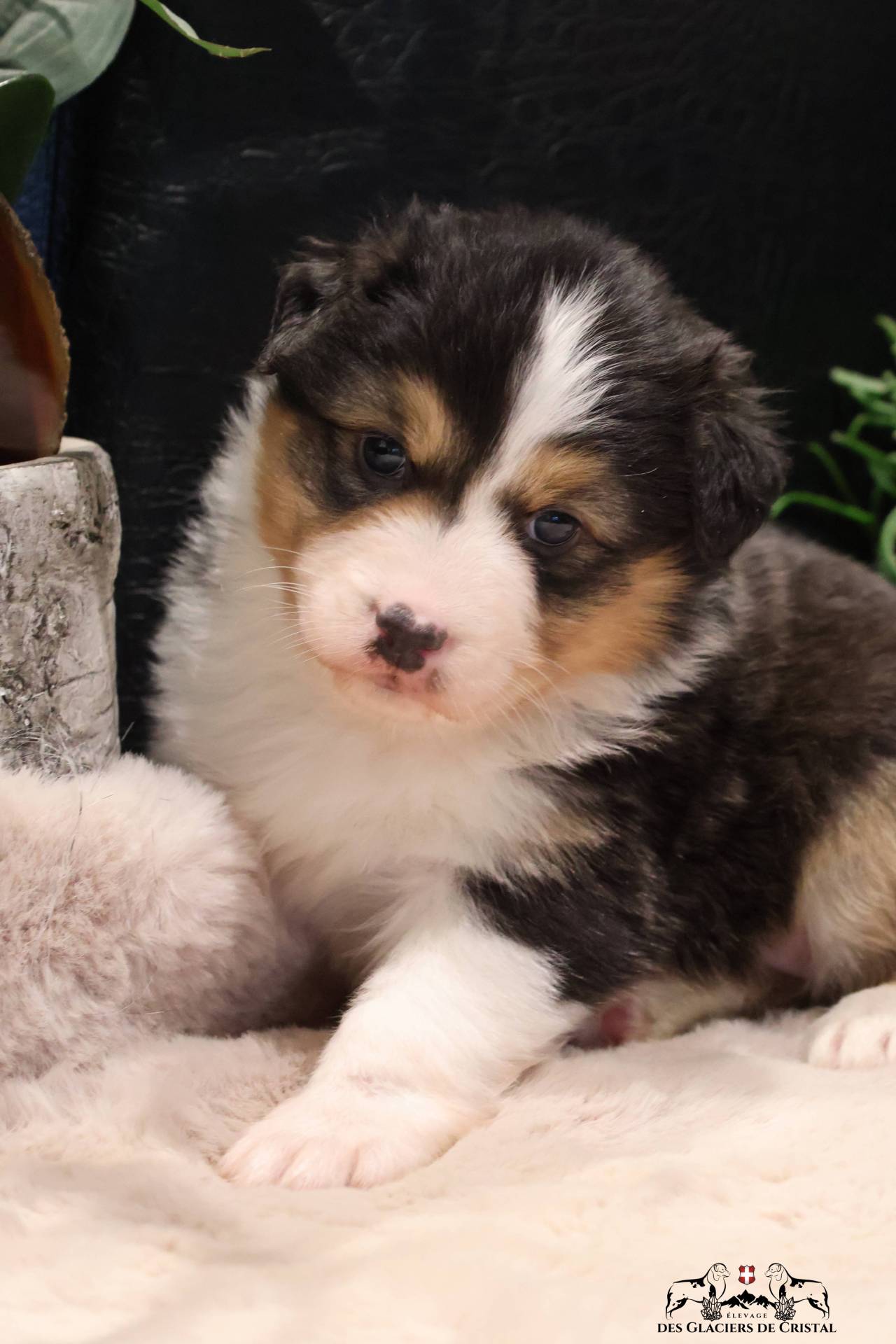 Chiots Berger Australien Lof & Testés quatrième