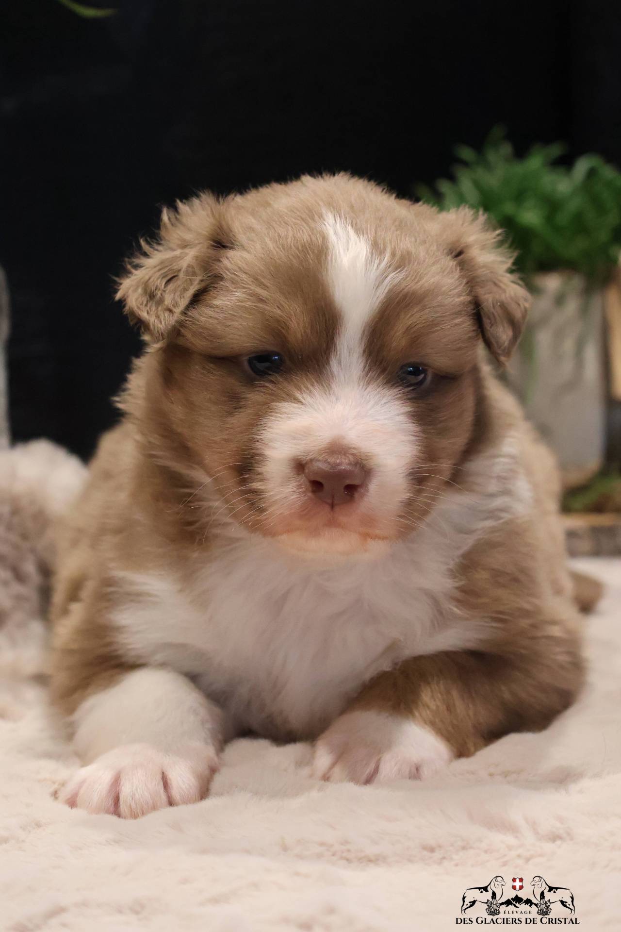 Chiots Berger Australien Lof & Testés cinquième