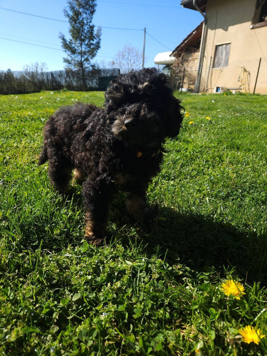 Chiot caniche grand  toy  dispo de suite cinquième