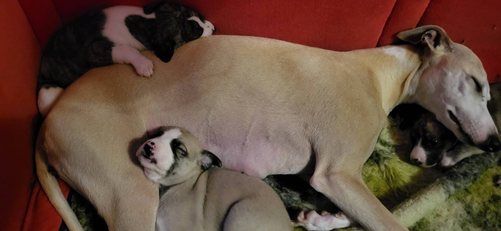 Superbes chiots whippets Lof sixième