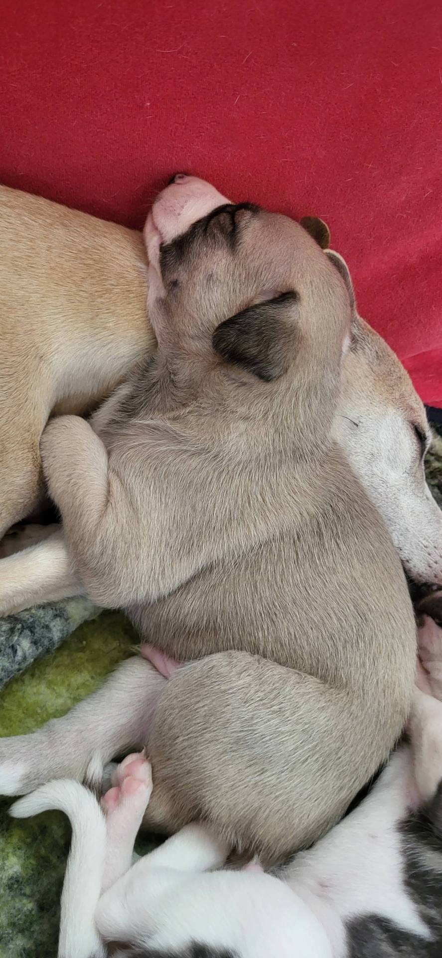 Superbes chiots whippets Lof troisième
