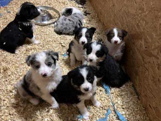 Chiots border collie disponible en février sixième