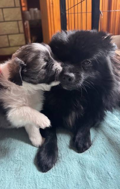 Chiots cherche famille cinquième