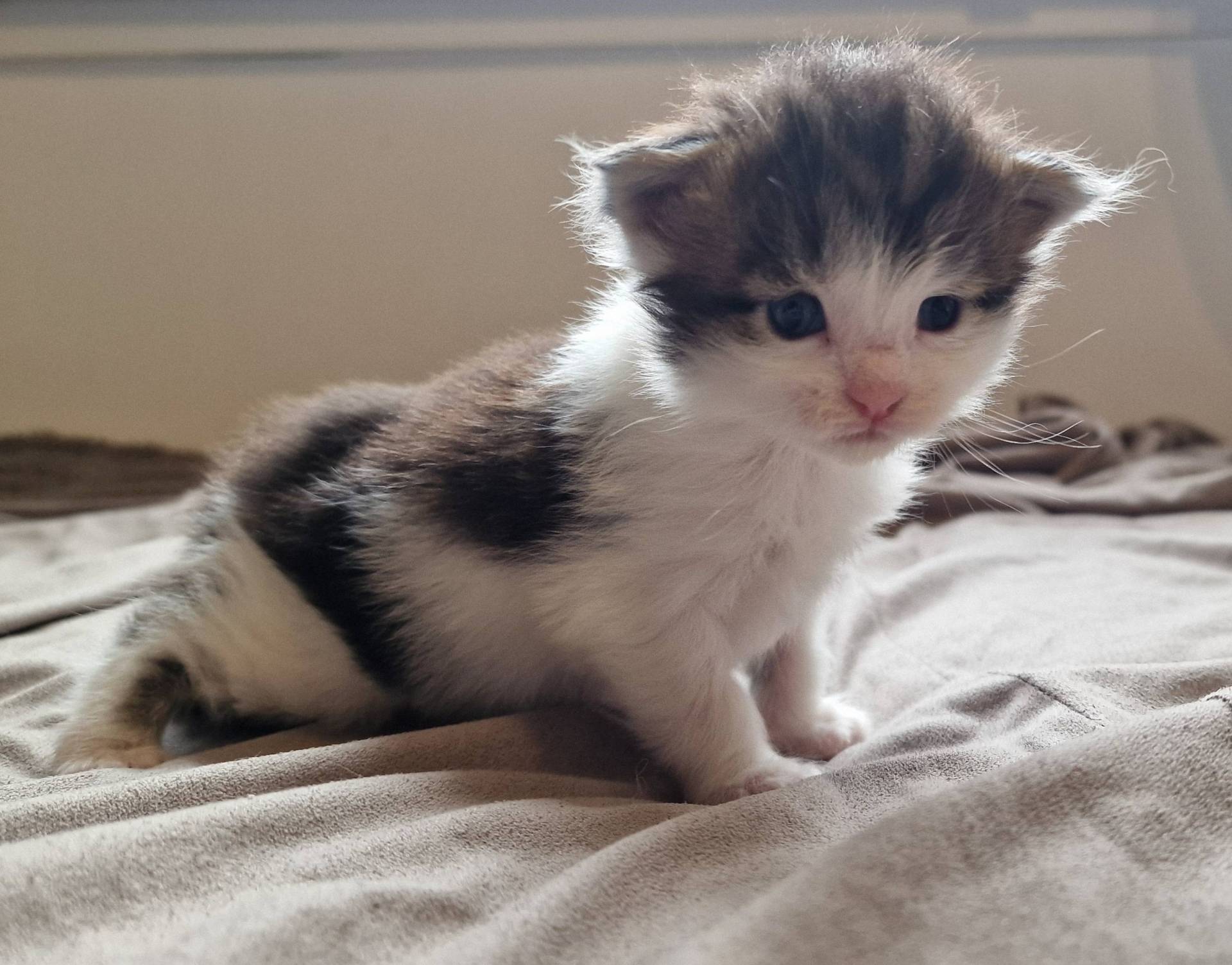 Chatons Maine coon loof septième