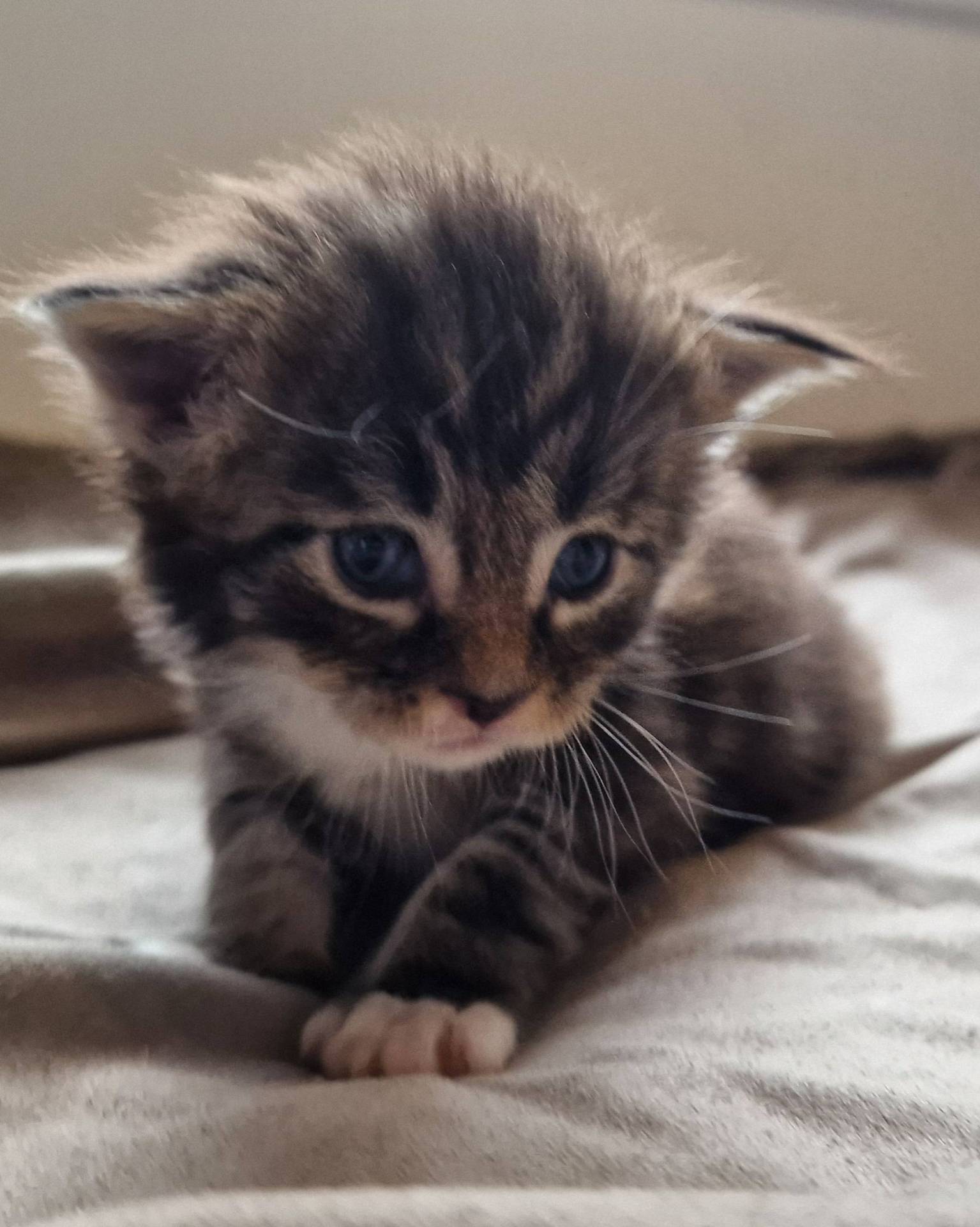 Chatons Maine coon loof sixième