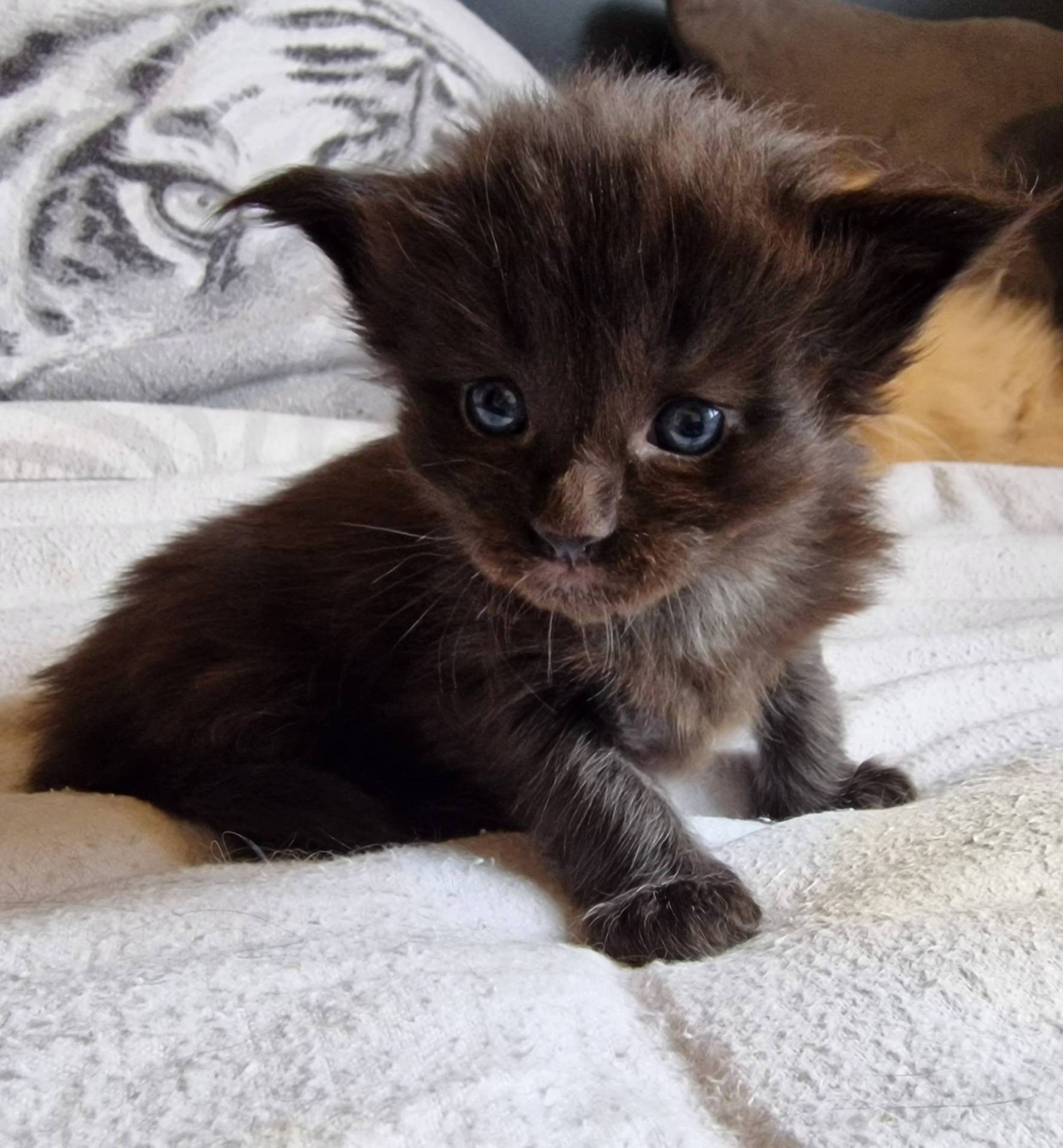 Chatons Maine coon loof neuvième