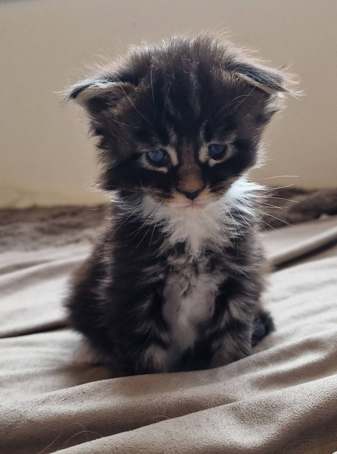 Chatons Maine coon loof septième