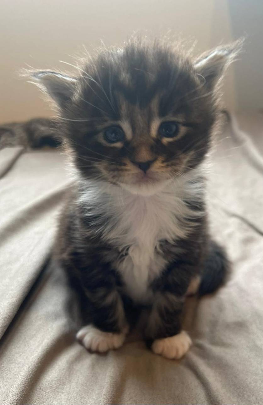 Chatons Maine coon loof neuvième