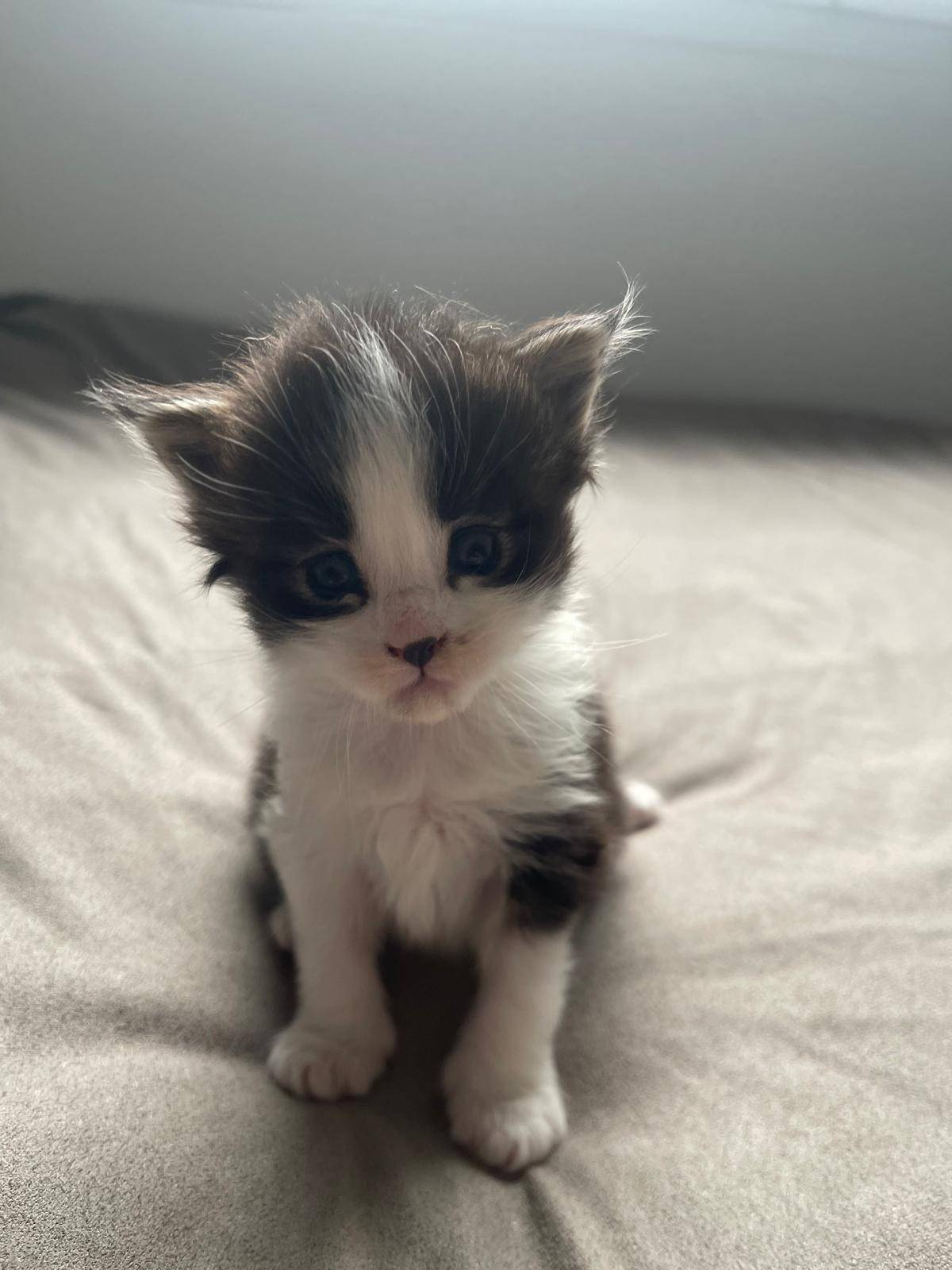 Chatons Maine coon loof troisième