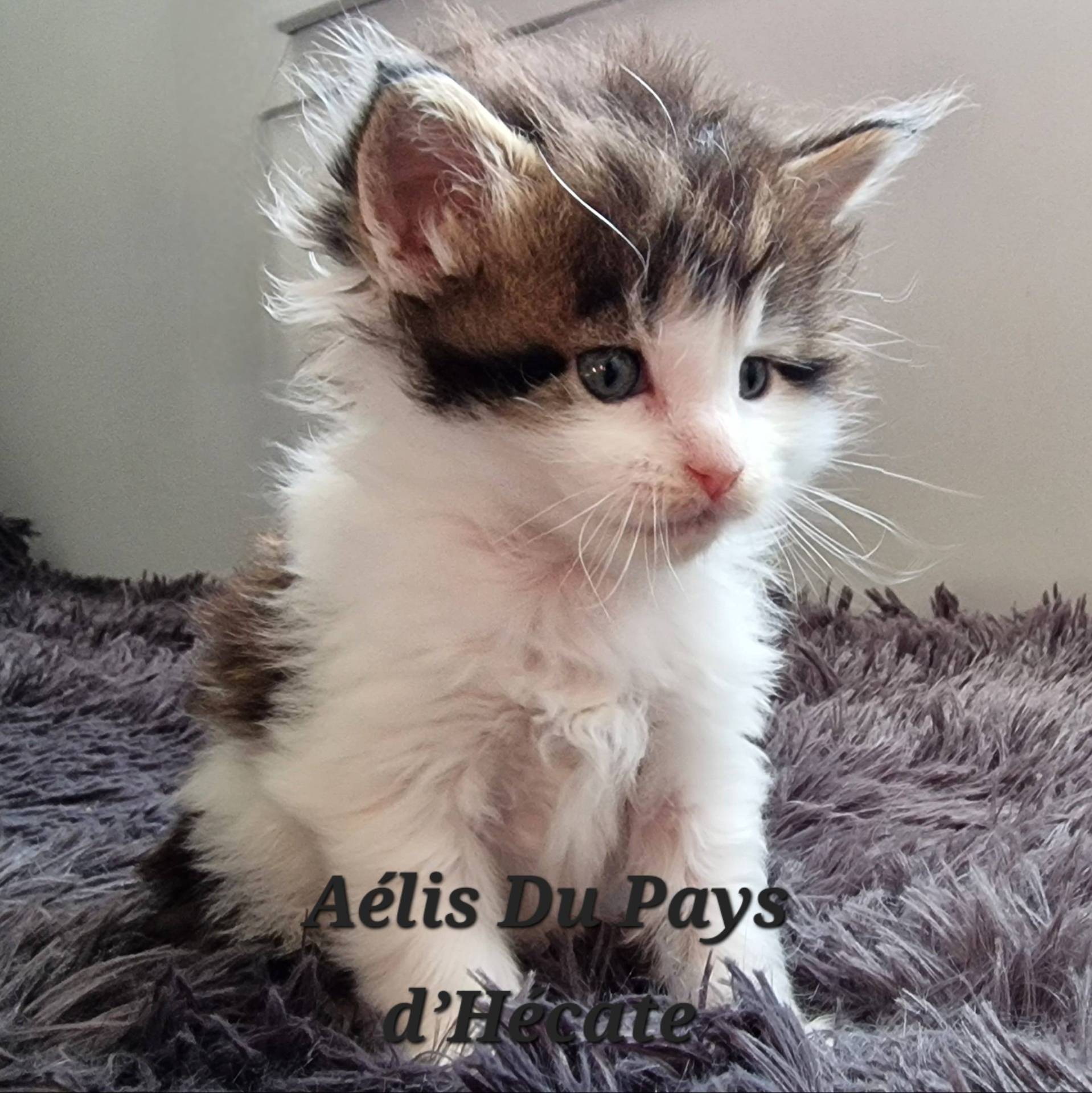 Chatons Maine coon loof deuxième