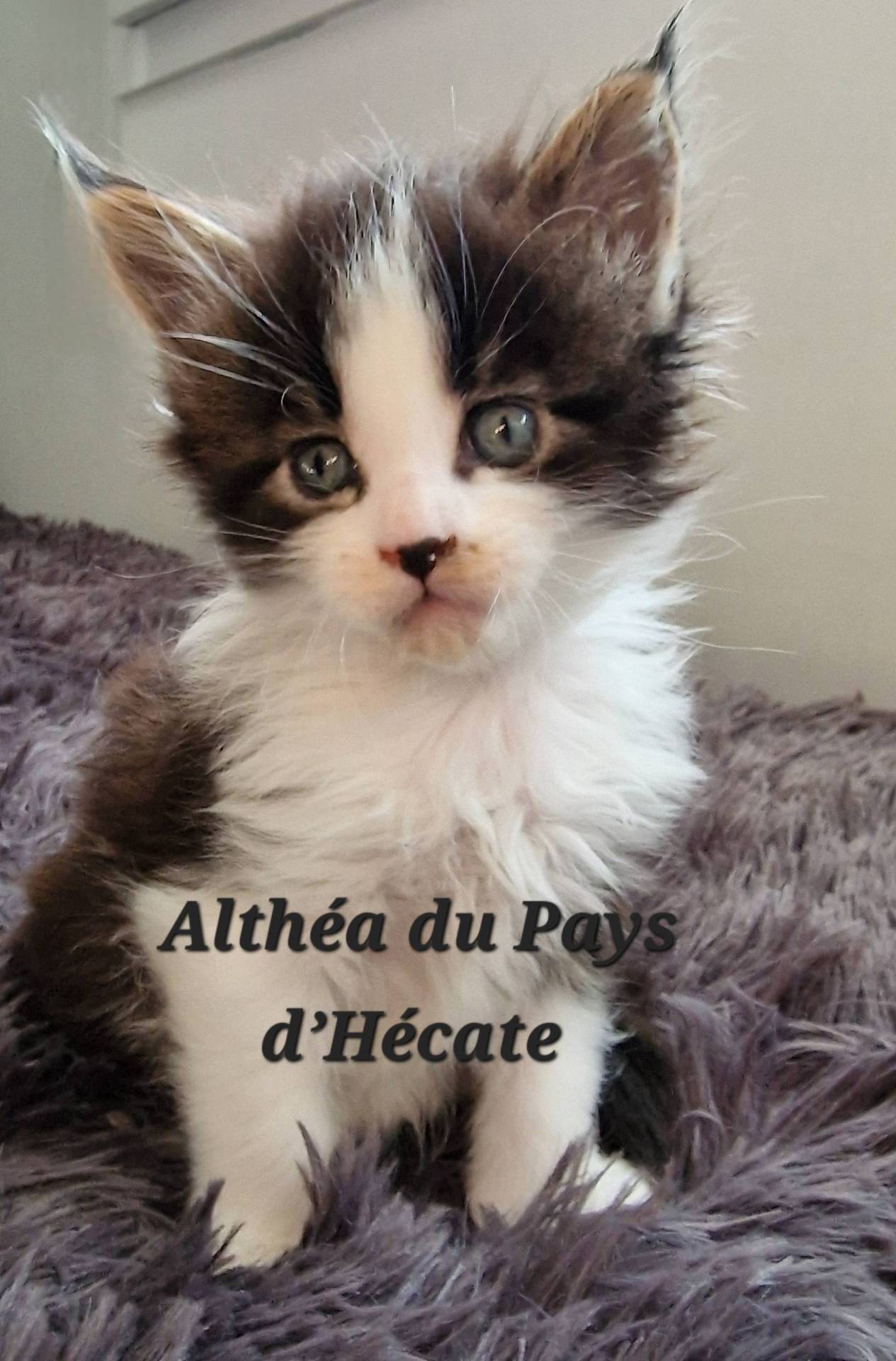 Chatons Maine coon loof première