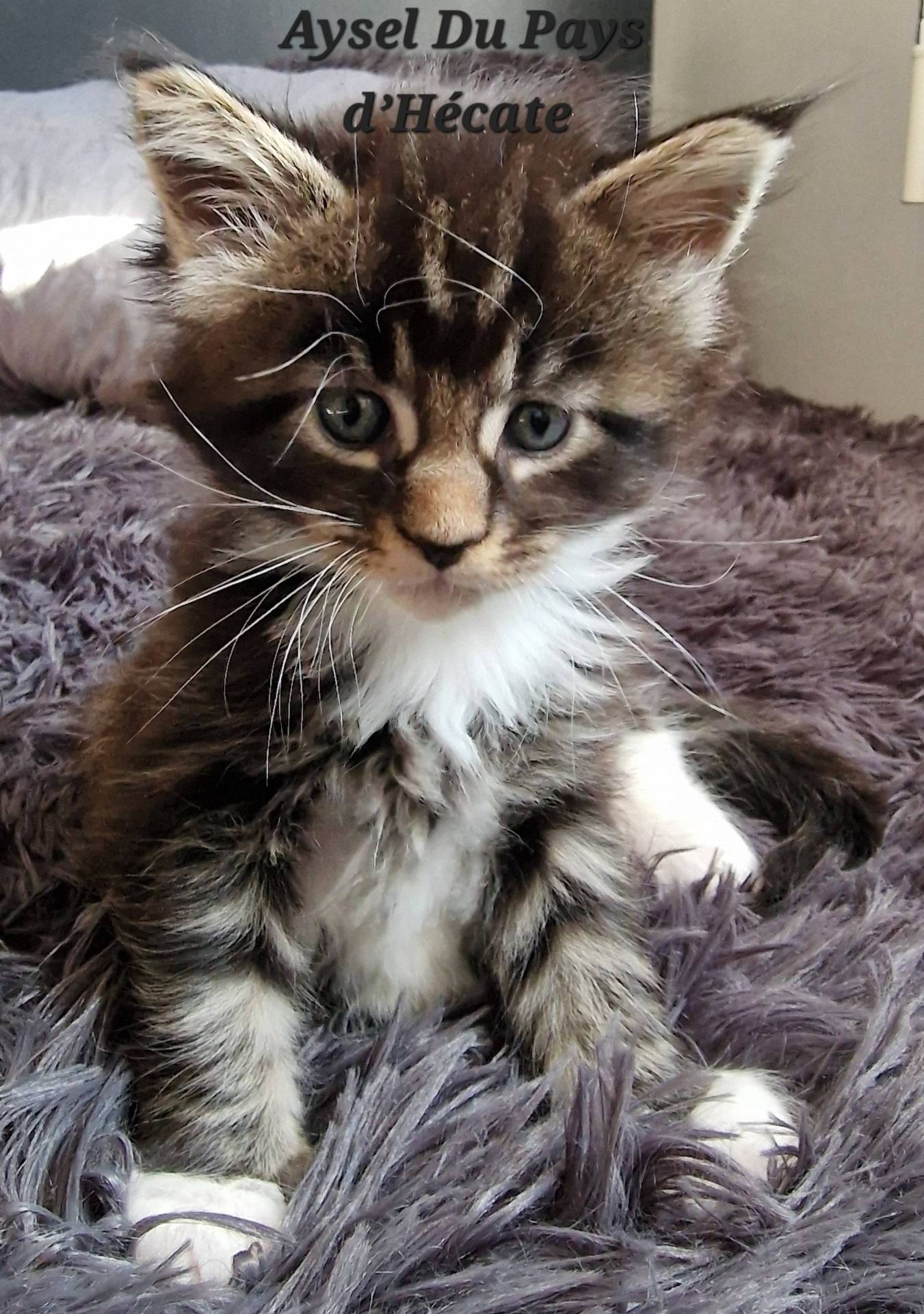 Chatons Maine coon loof quatrième