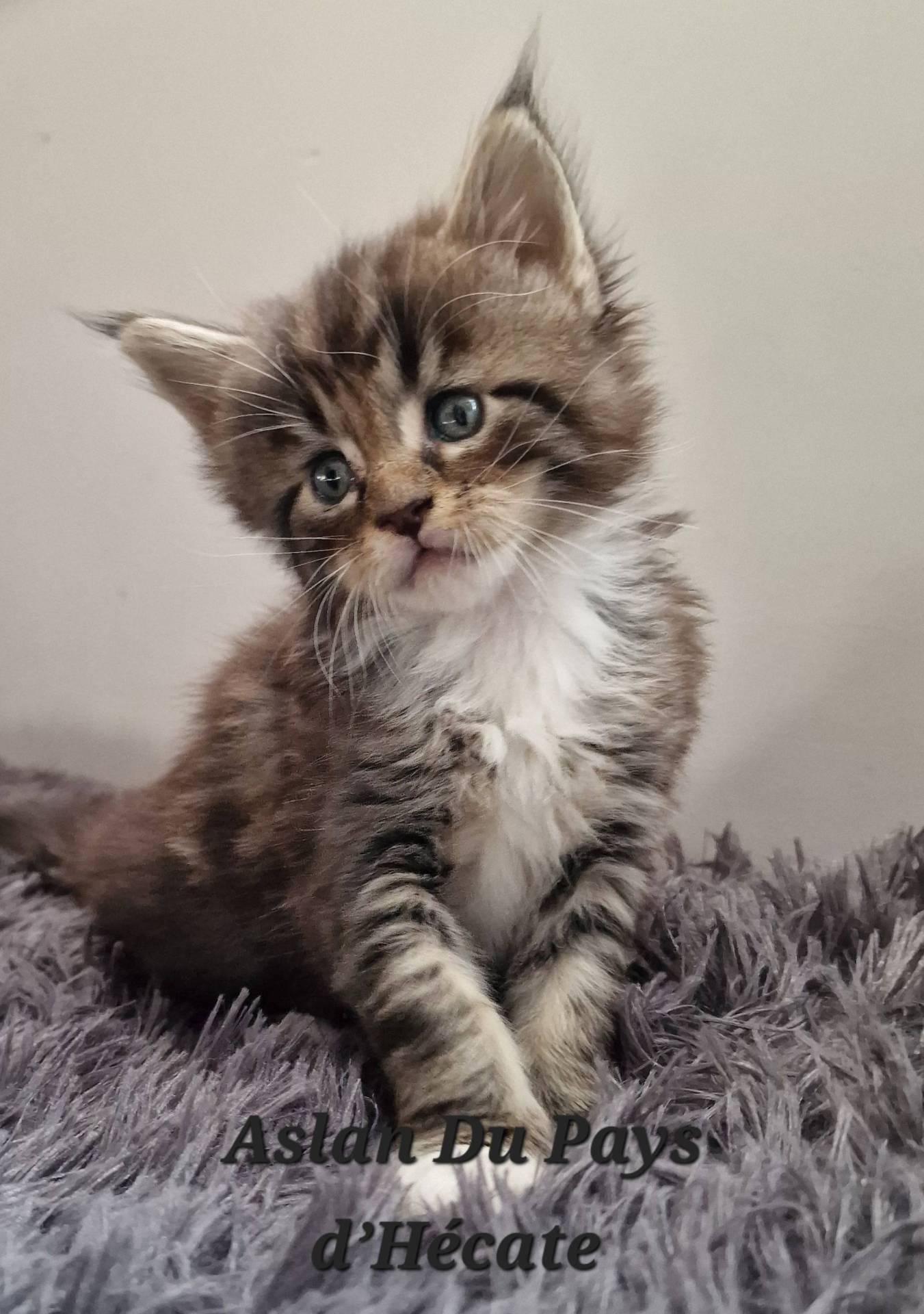 Chatons Maine coon loof cinquième