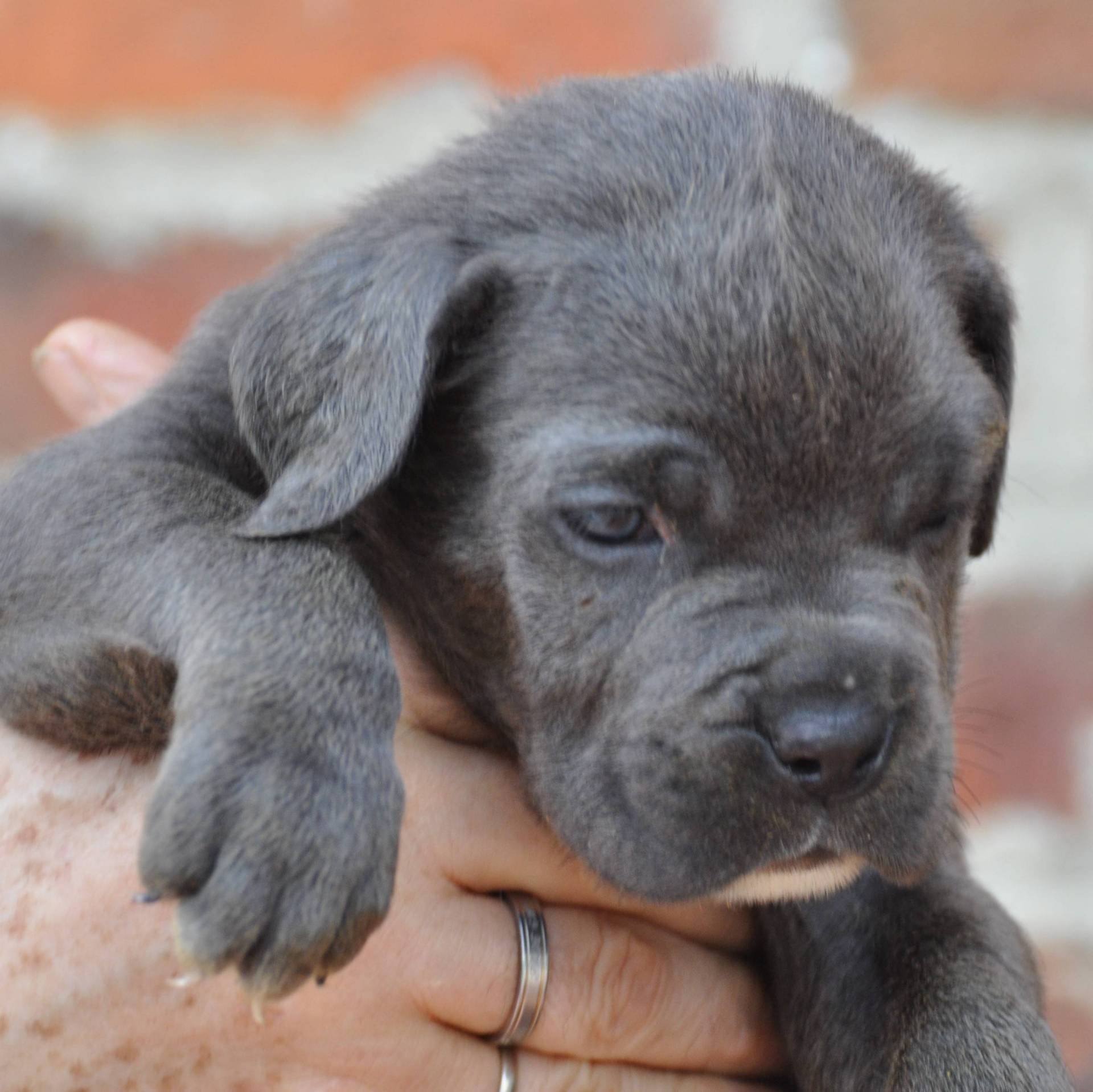 Cane corso sixième