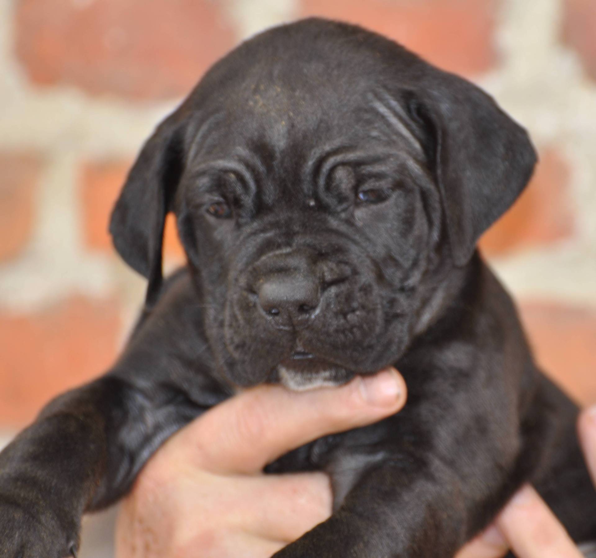 Cane corso sixième