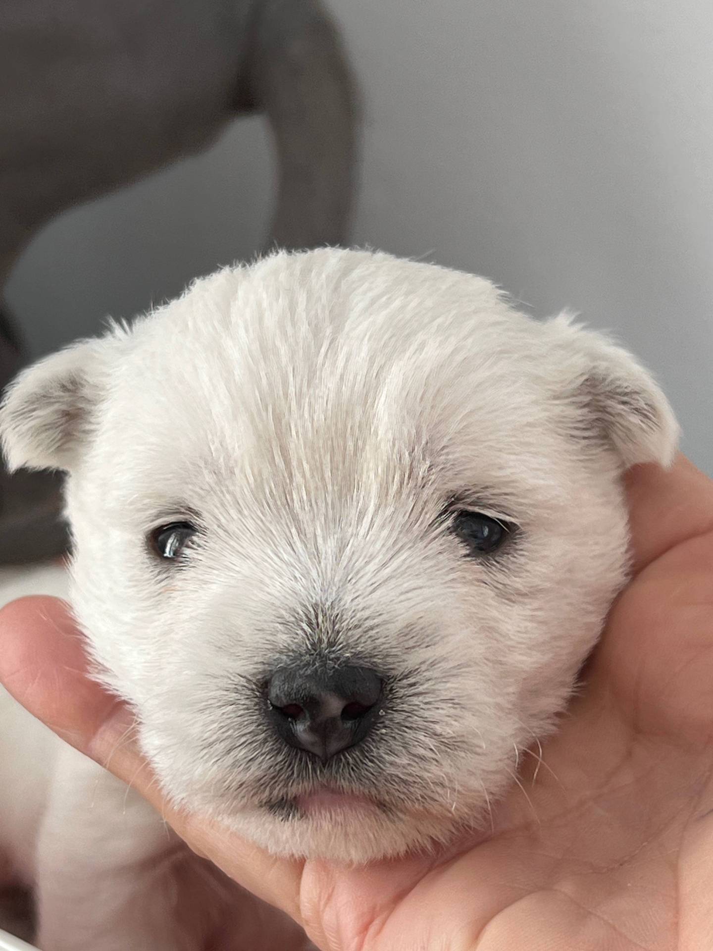 Chiots westie cinquième