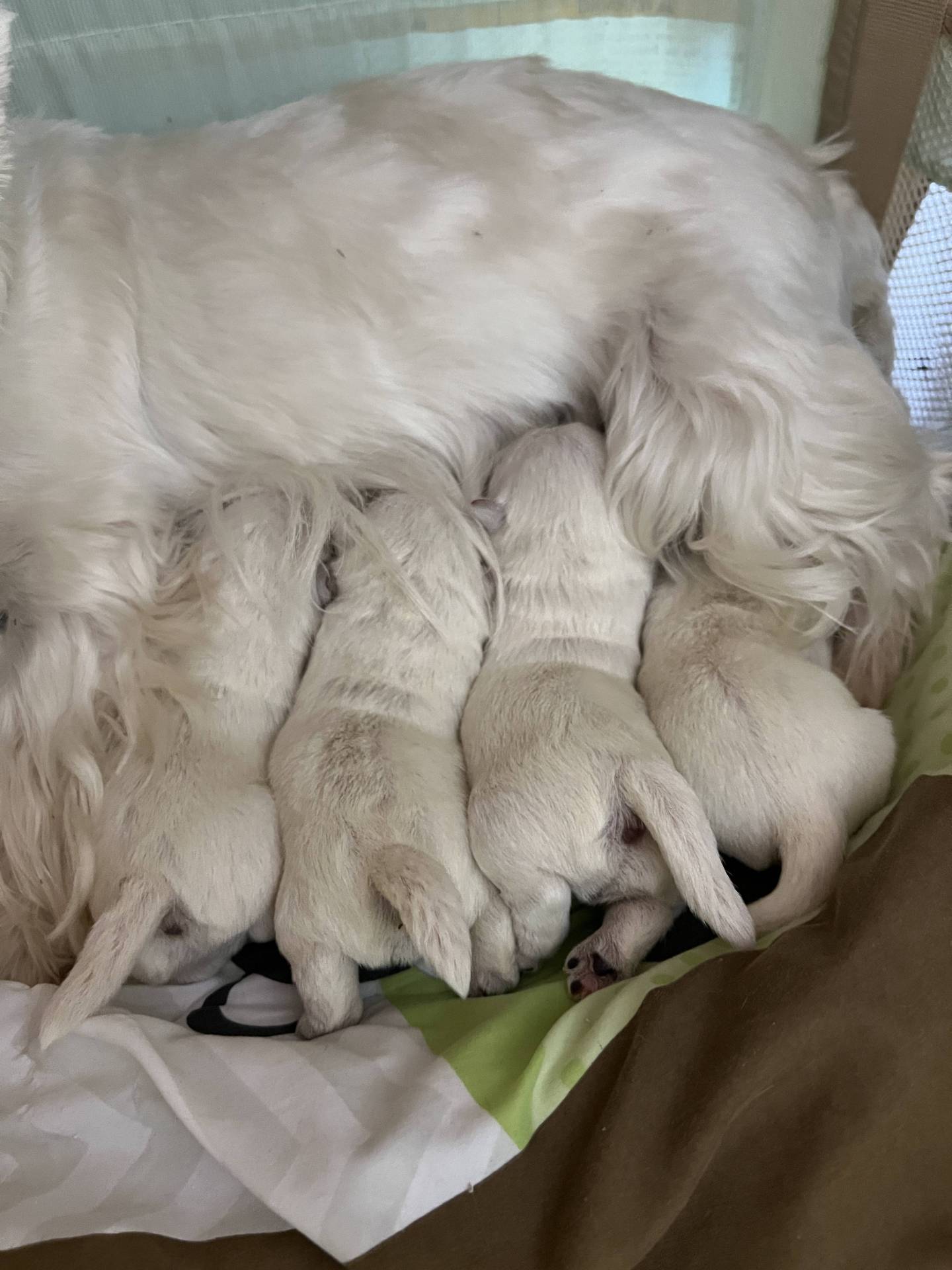 Chiots westies troisième