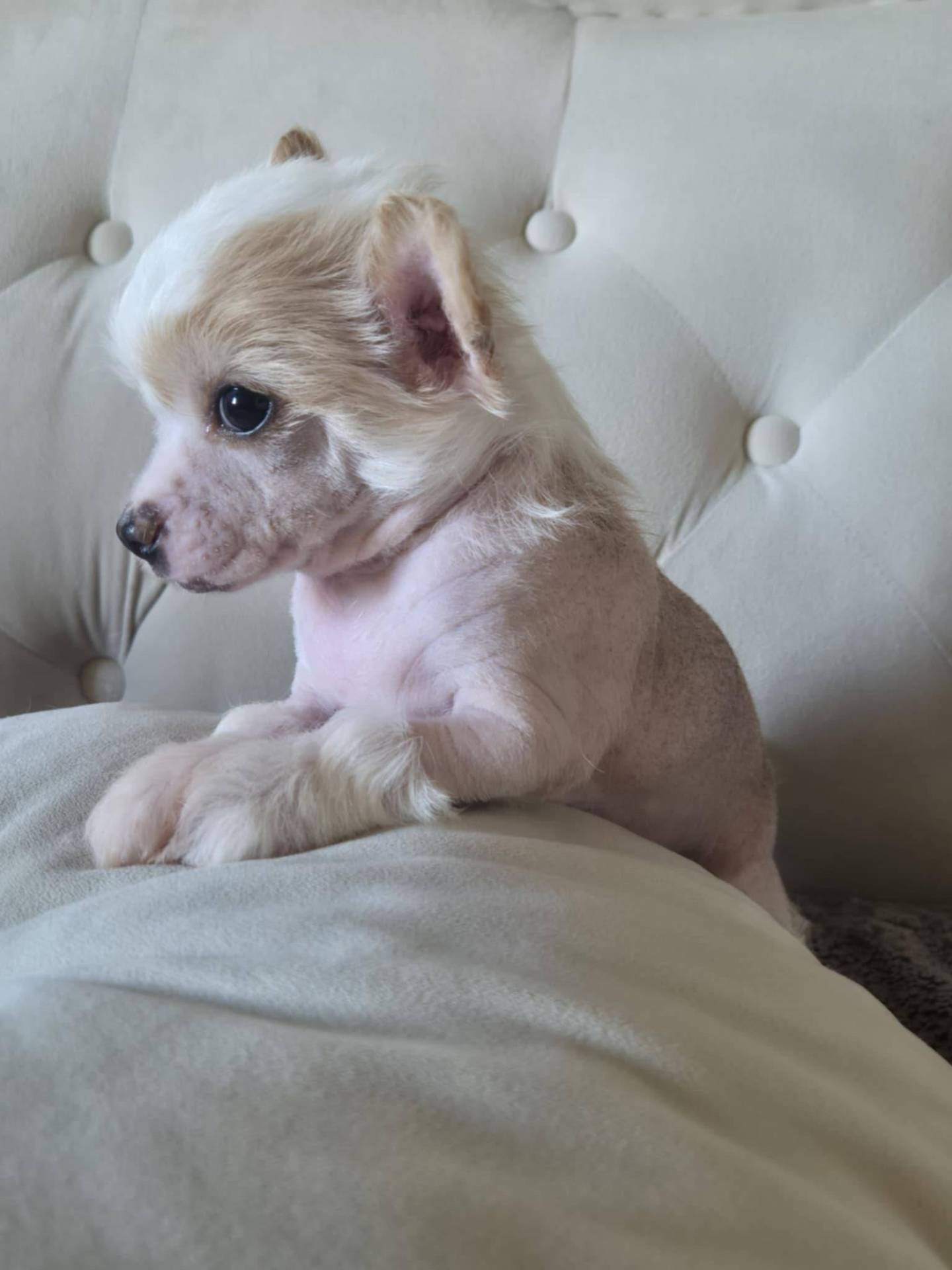 Chien chinois à crête  deuxième