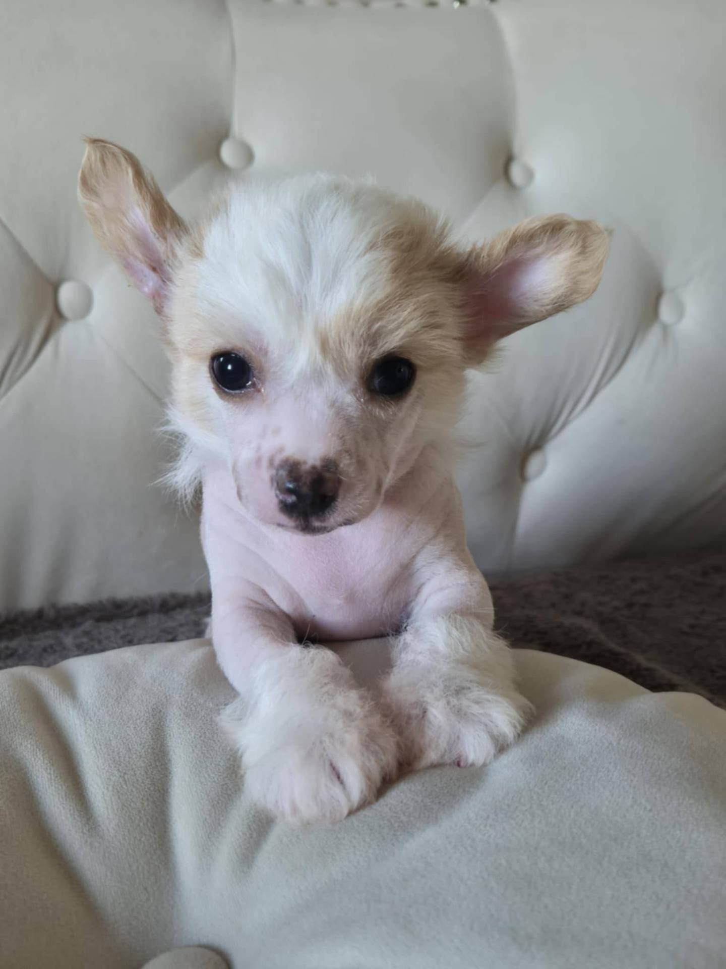 Chien chinois à crête  cinquième
