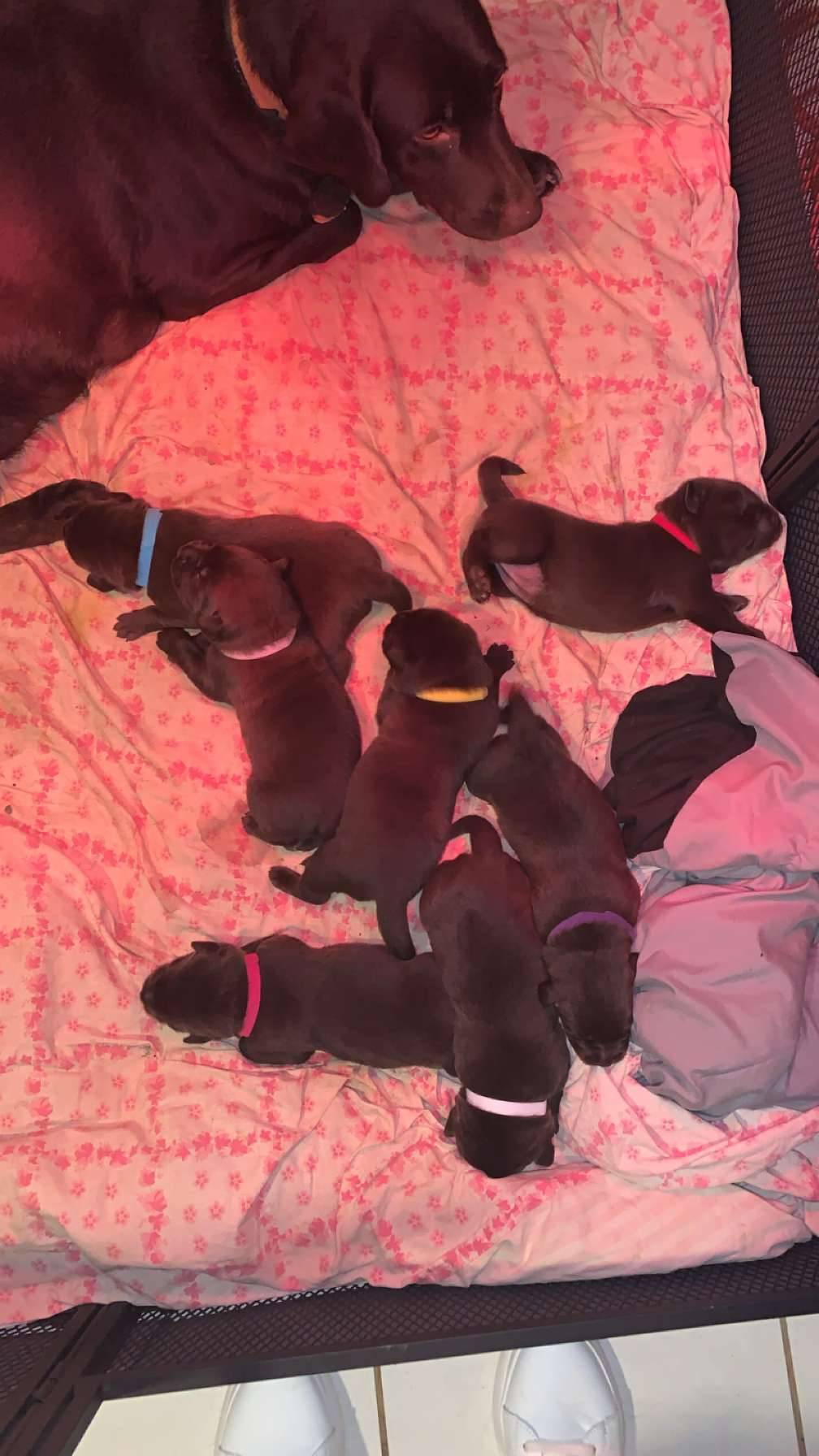 Chiots Labradors Chocolat première