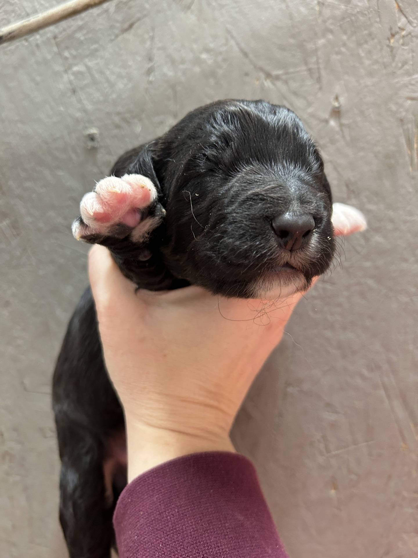 Aussidoodle et Bernedoodle  huitième
