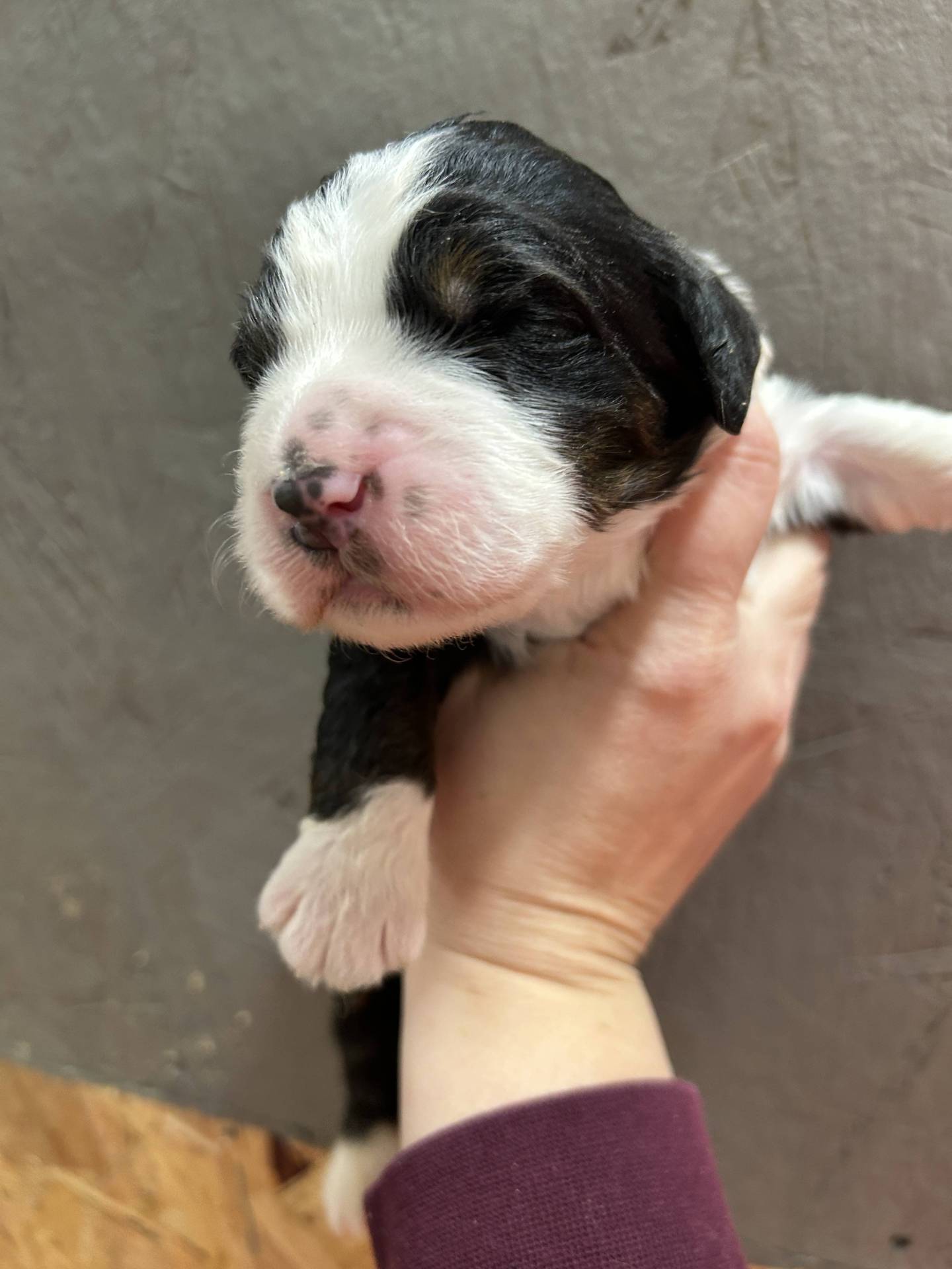 Aussidoodle et Bernedoodle  troisième