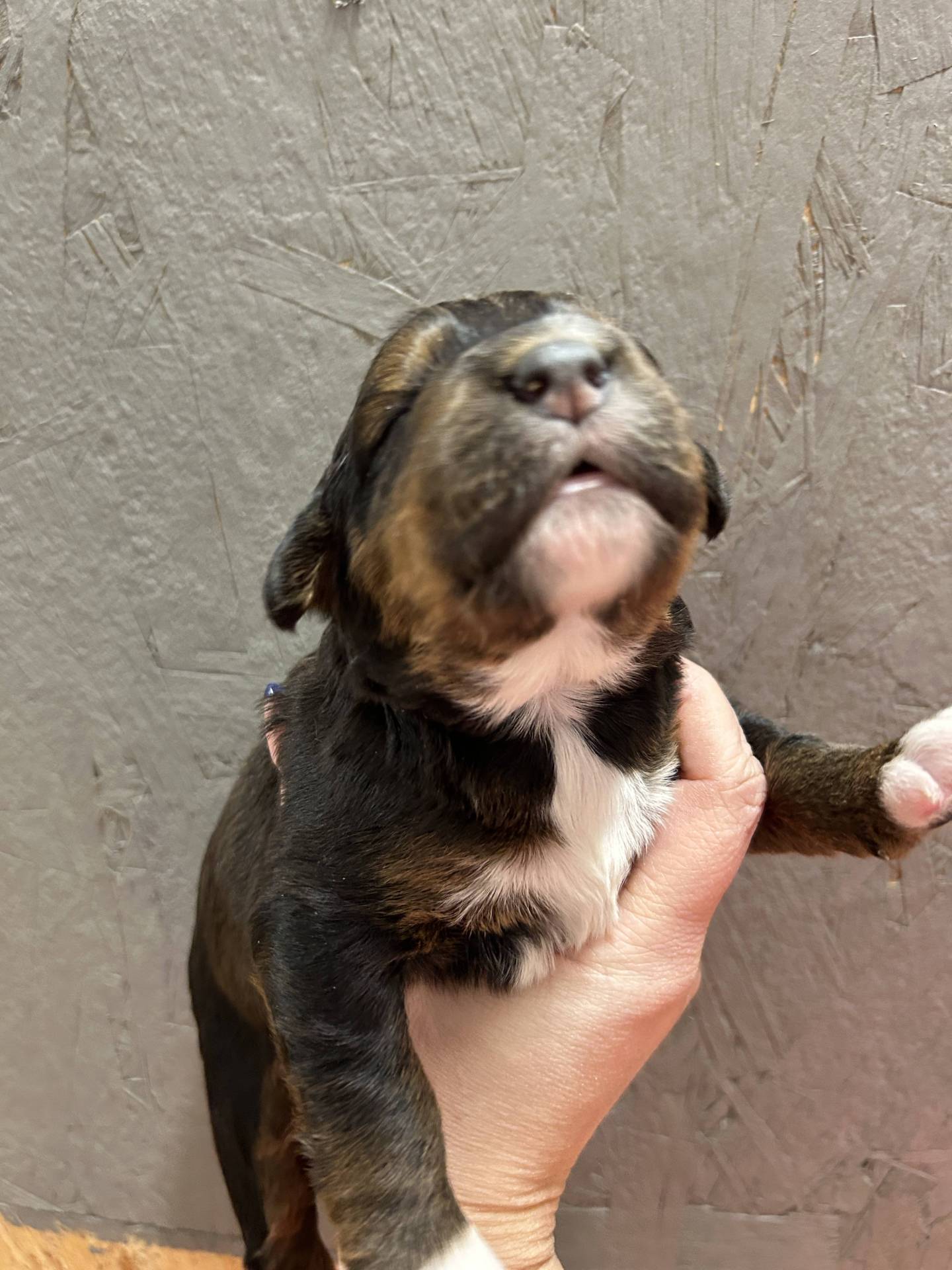 Aussidoodle et Bernedoodle  huitième