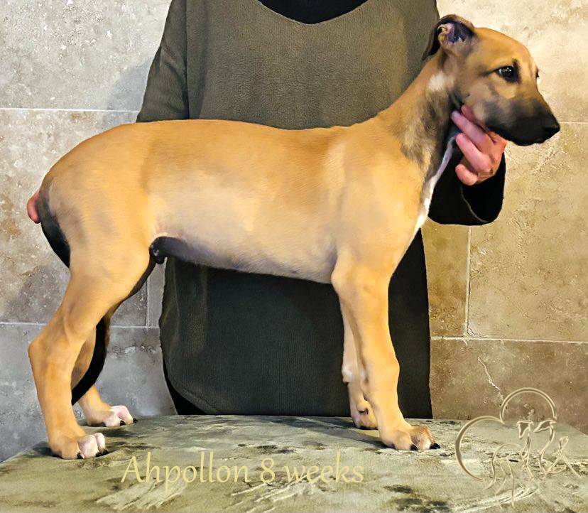 1 chiot disponible Portée 2025 septième