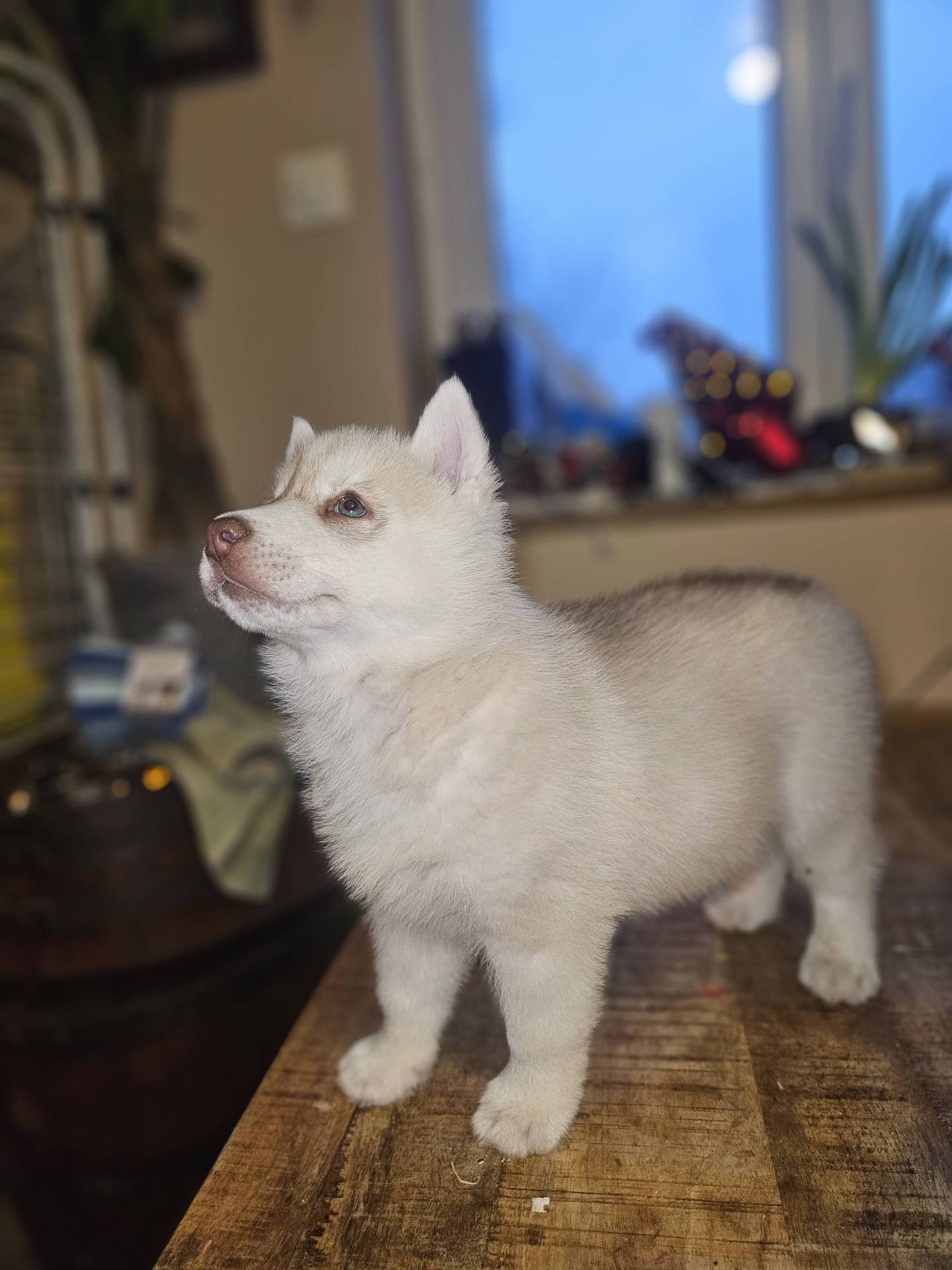 Chiots husky sibérien neuvième