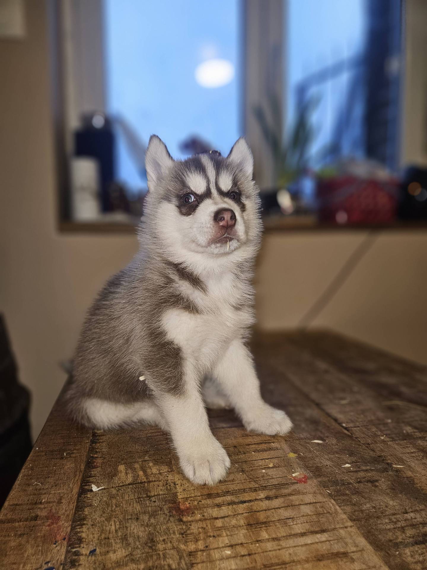 Chiots husky sibérien cinquième