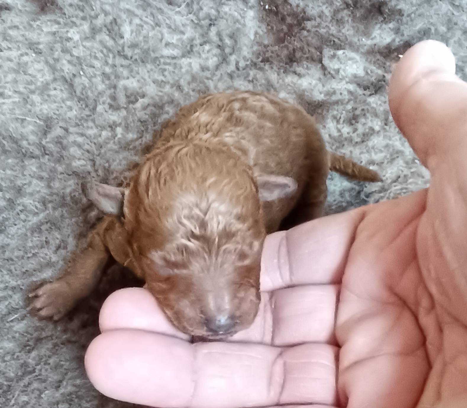 Chiots caniche nain fauve nés le 19/02 première