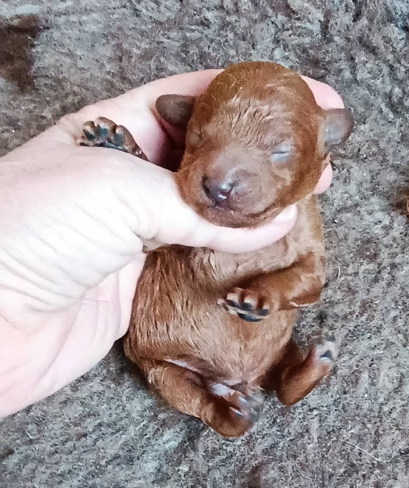 Chiots caniche nain fauve nés le 19/02 sixième