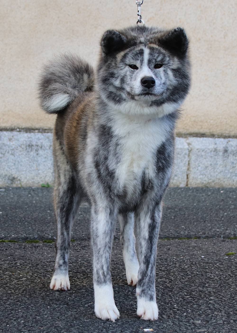 A réserver chiot Akita Inu Lof troisième