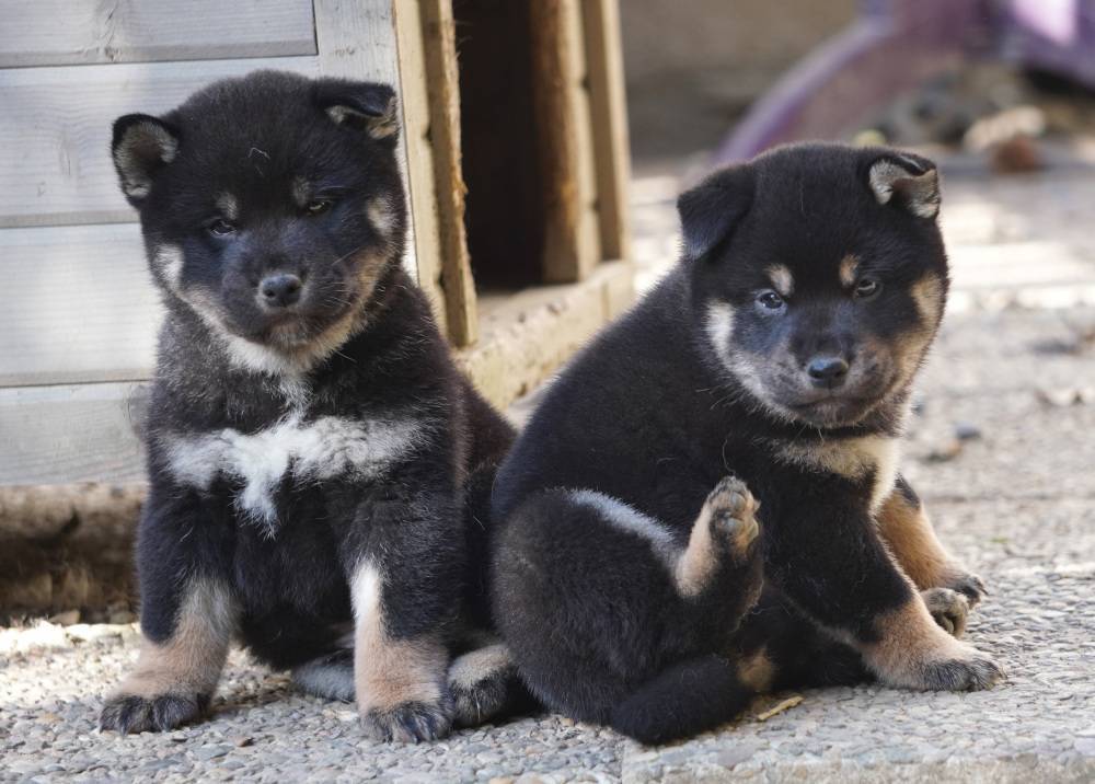 A réserver chiots Shiba Inu Lof troisième
