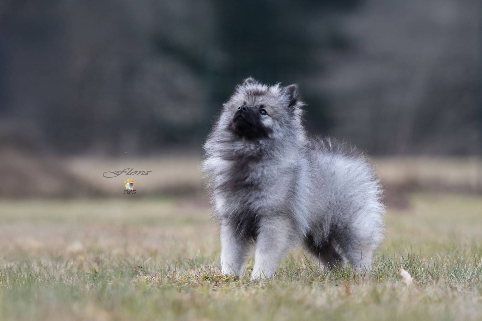 Magnifique Chiot Spitz Loup Femelle  troisième
