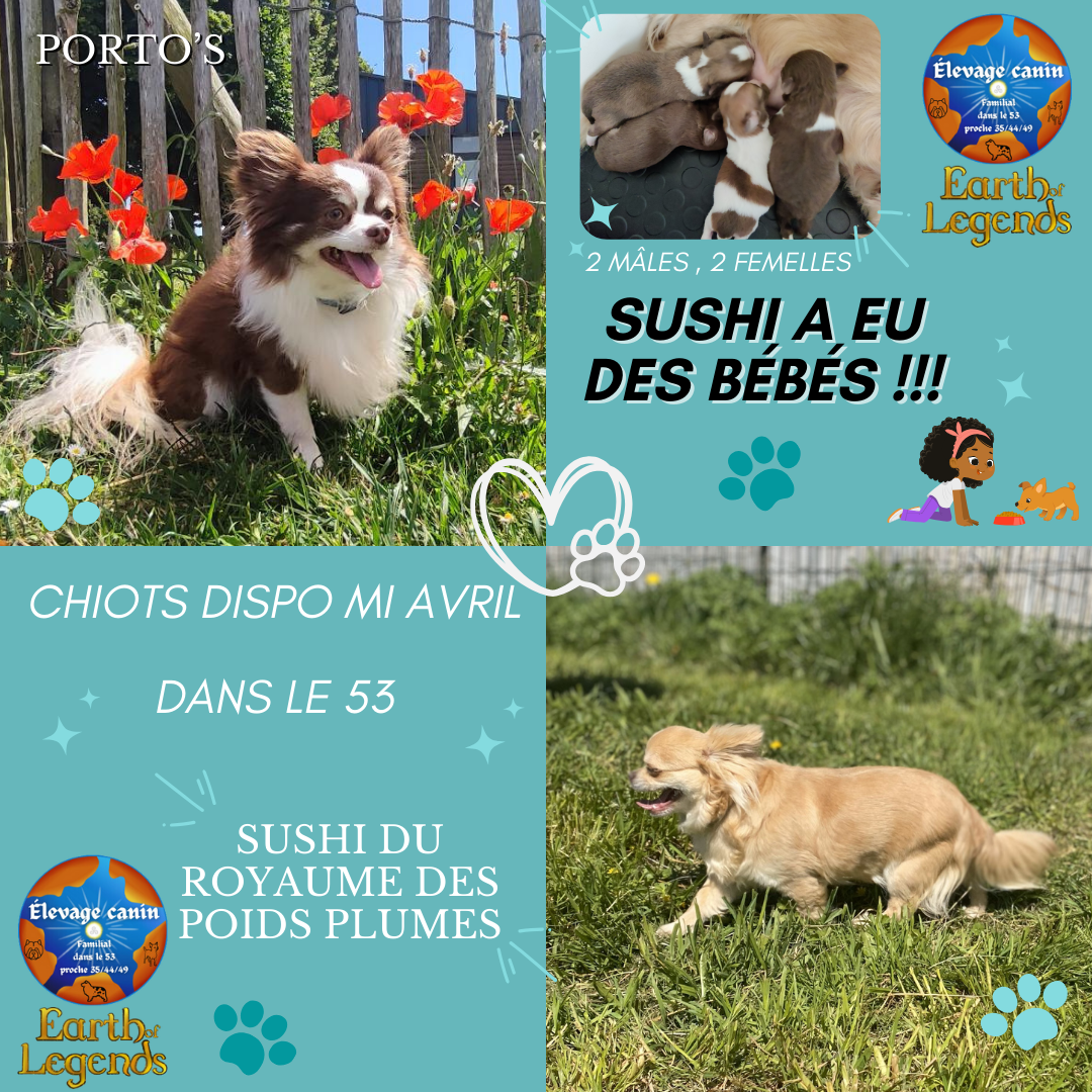 Chiots d'apparence chihuahua poil long première