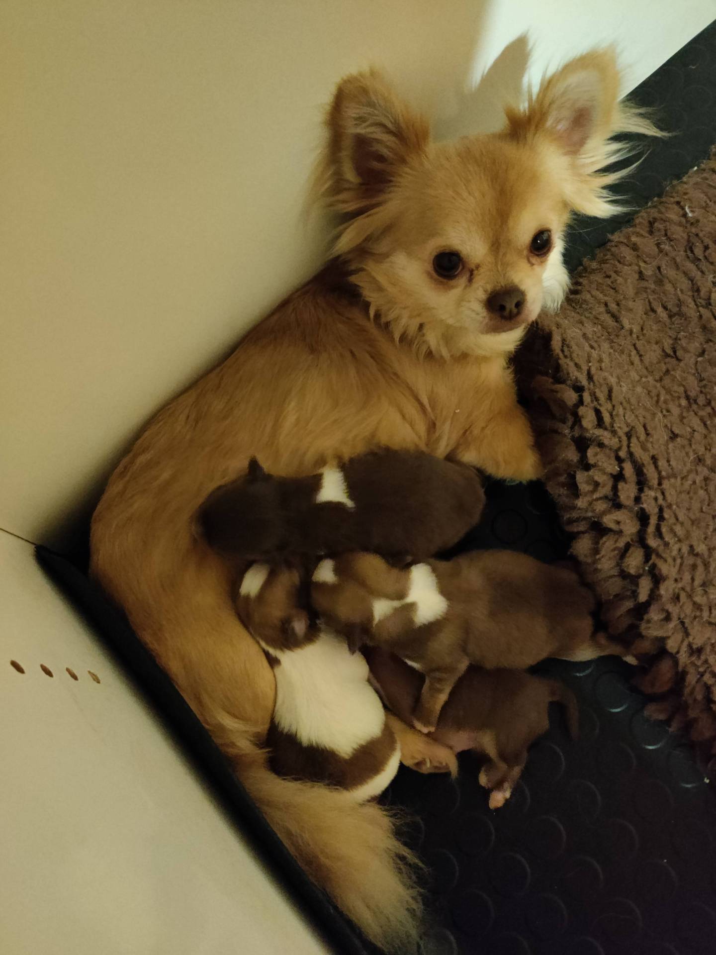 Chiots d'apparence chihuahua poil long sixième