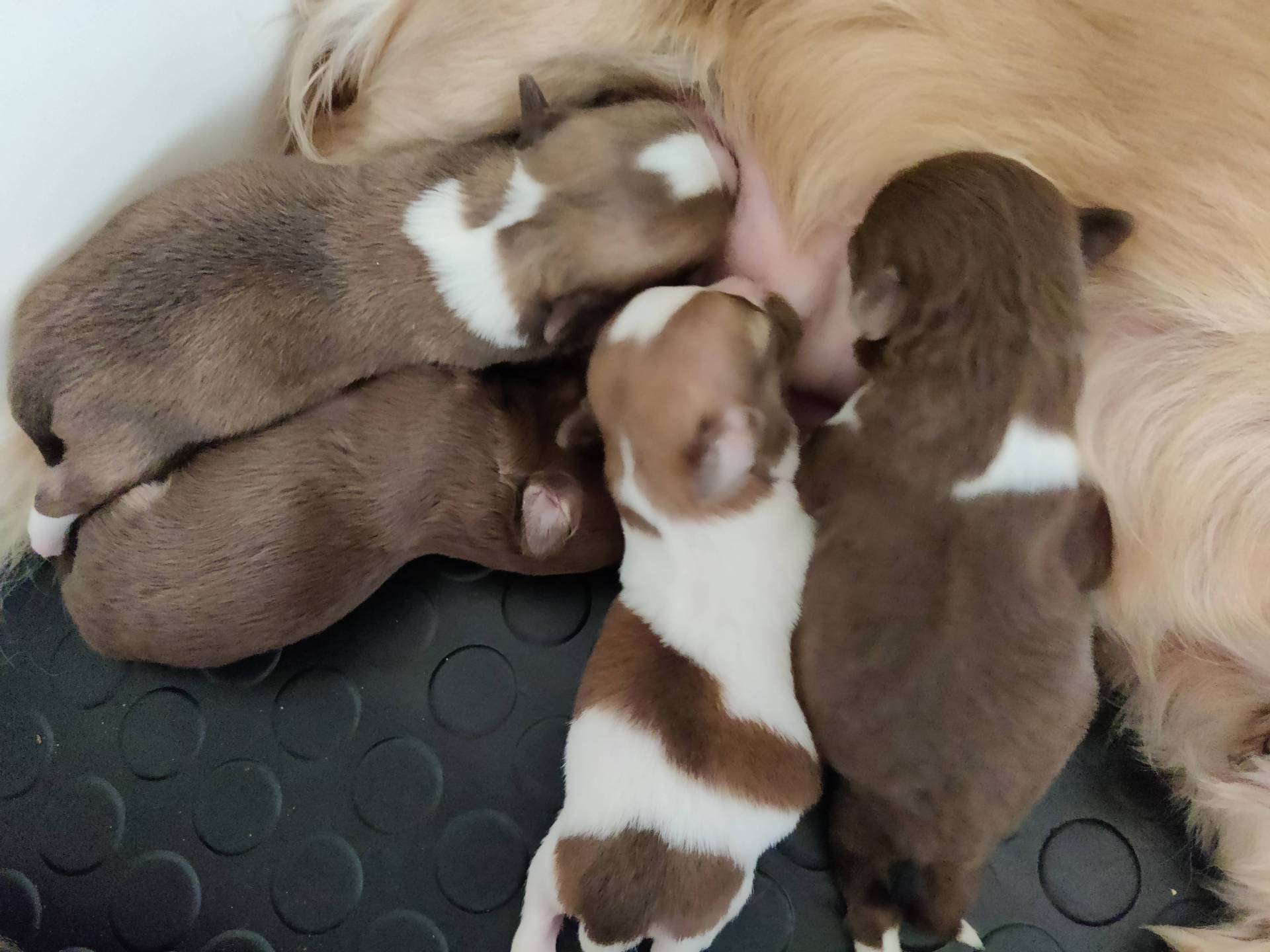 Chiots d'apparence chihuahua poil long deuxième